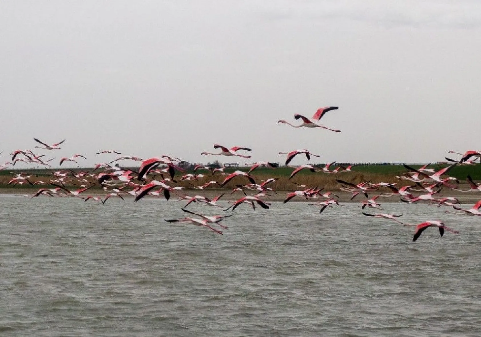Flamingolar Başkent göletlerindeki yerlerini aldı