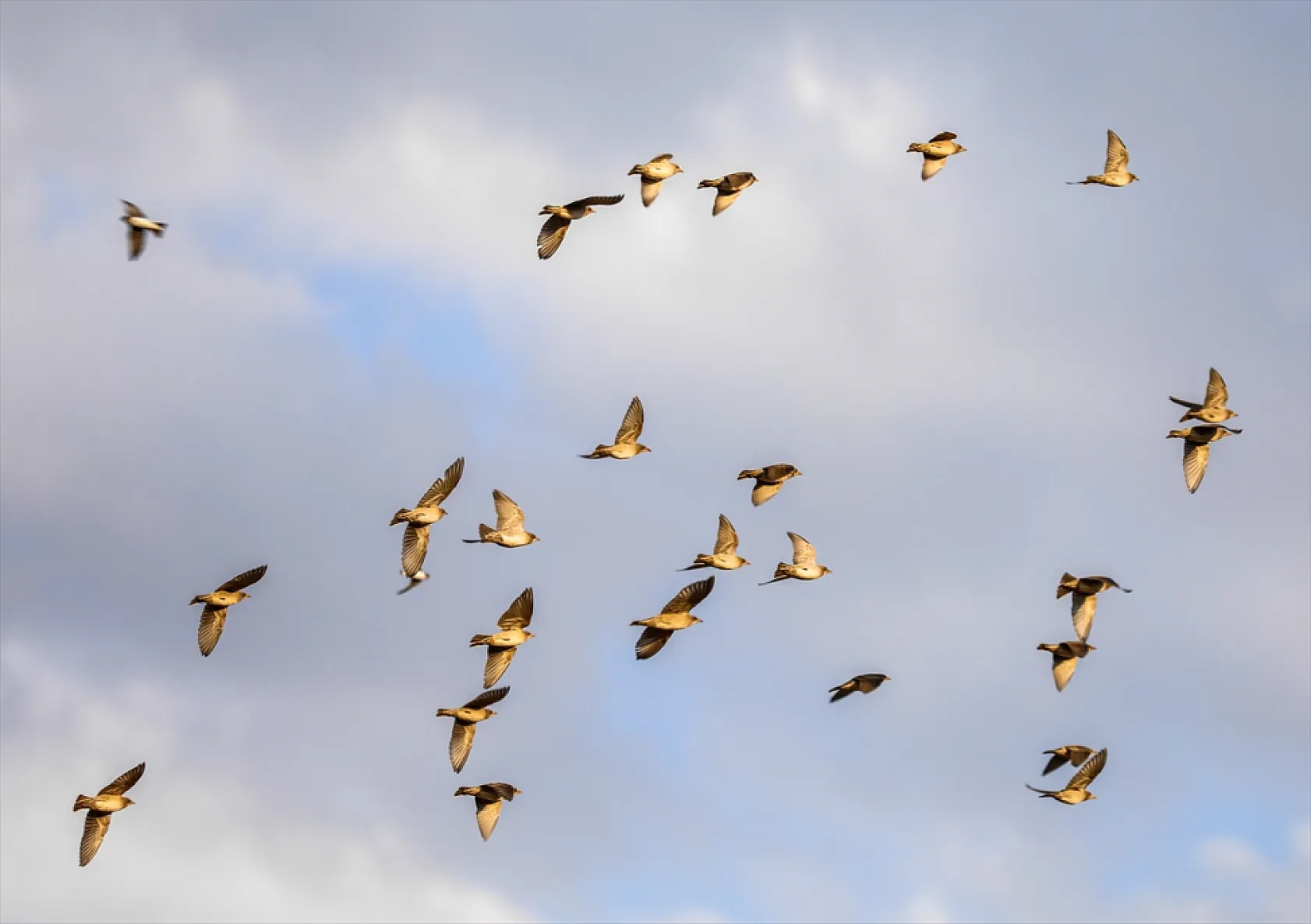 Fotoğraf tutkunlarının mekanı: Kırlangıç yuvaları
