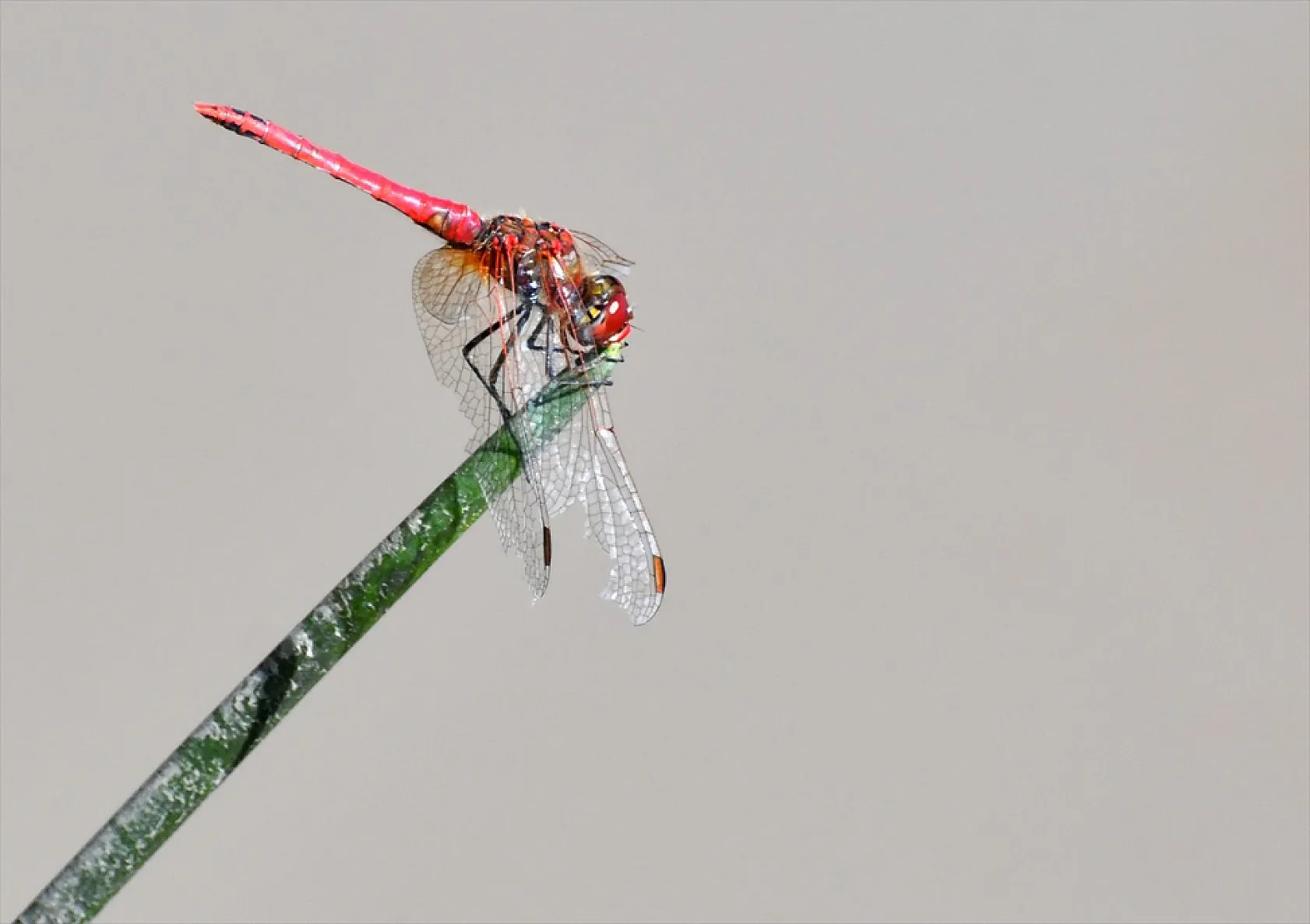 Yusufçuk böcekleri doğaya renk kattı