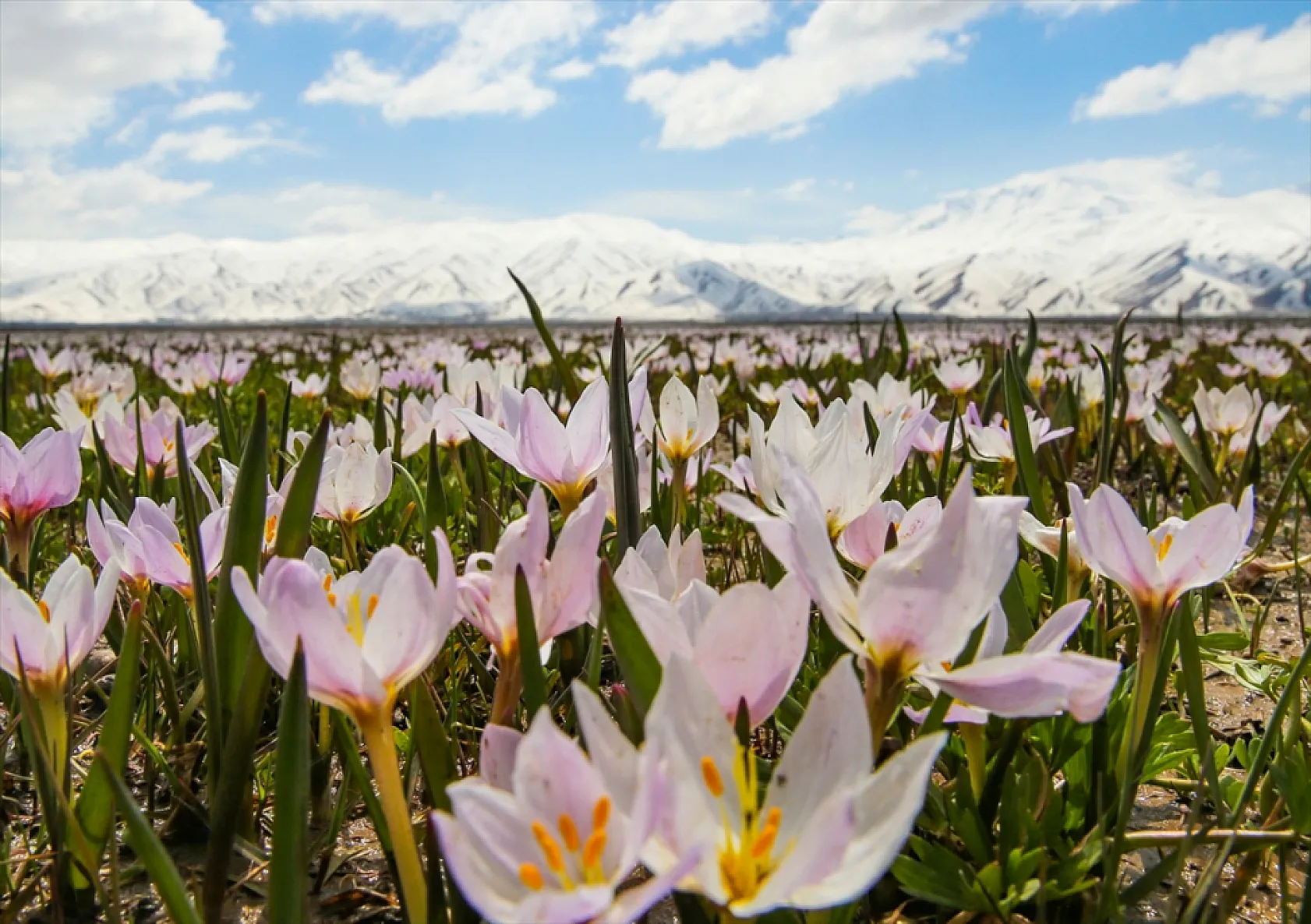 Yüksekova'da çiçek açan çiğdemler doğaya renk kattı