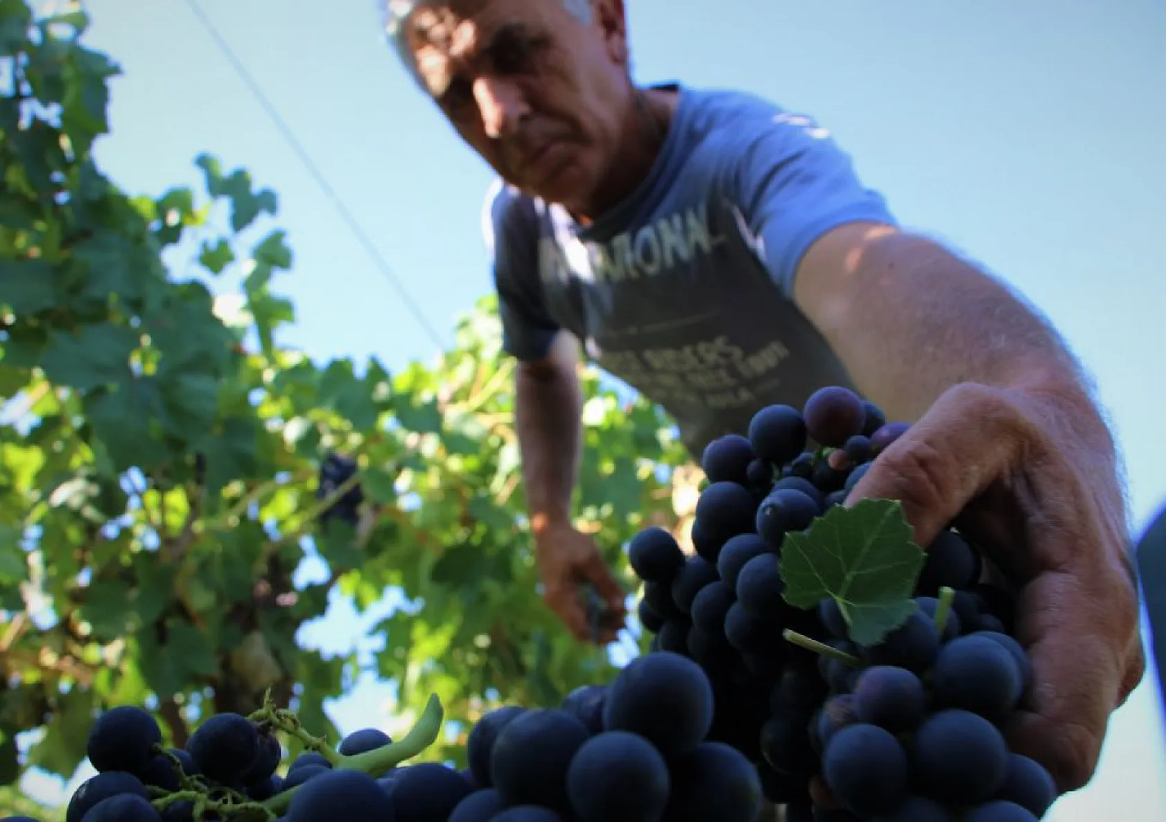 Elazığ'da üzüm hasadı başladı