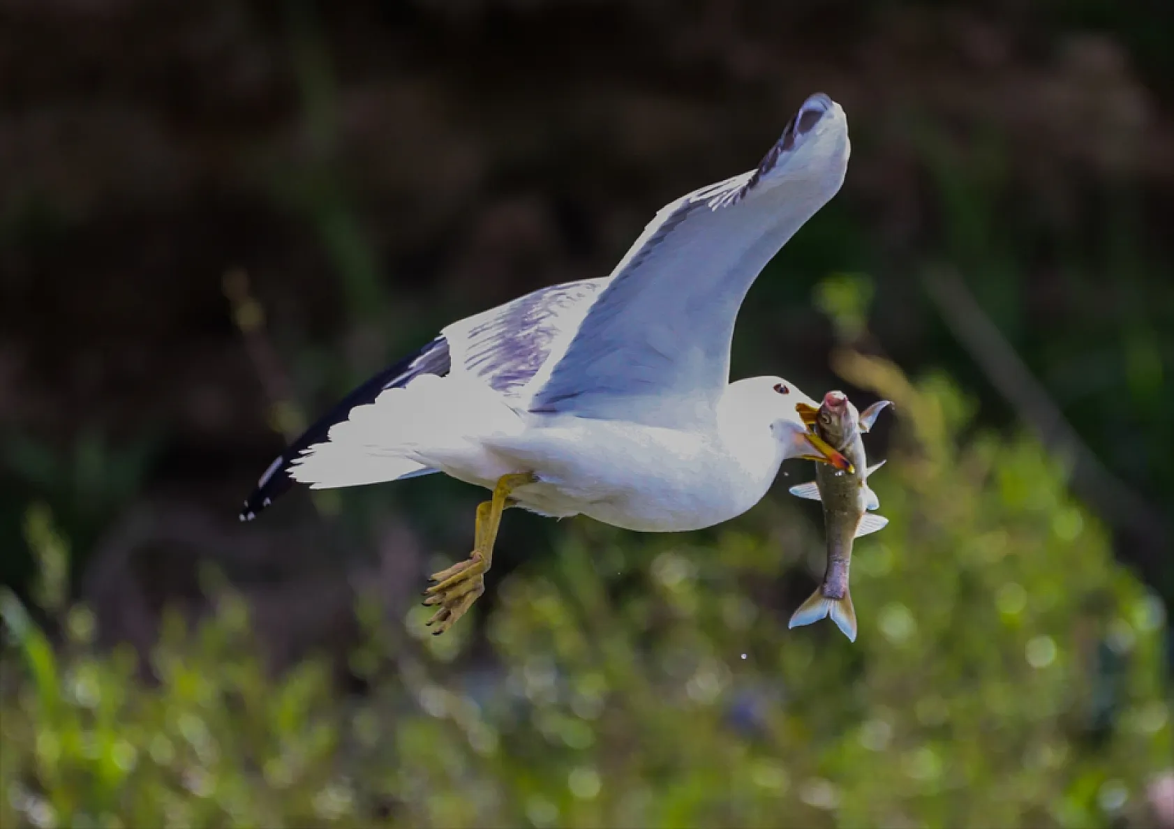Martıların göç yolculuğundaki inci kefallerini avlama mücadelesi