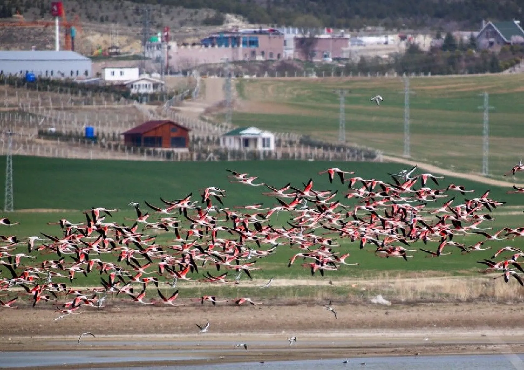 Flamingolar Başkent göletlerindeki yerlerini aldı