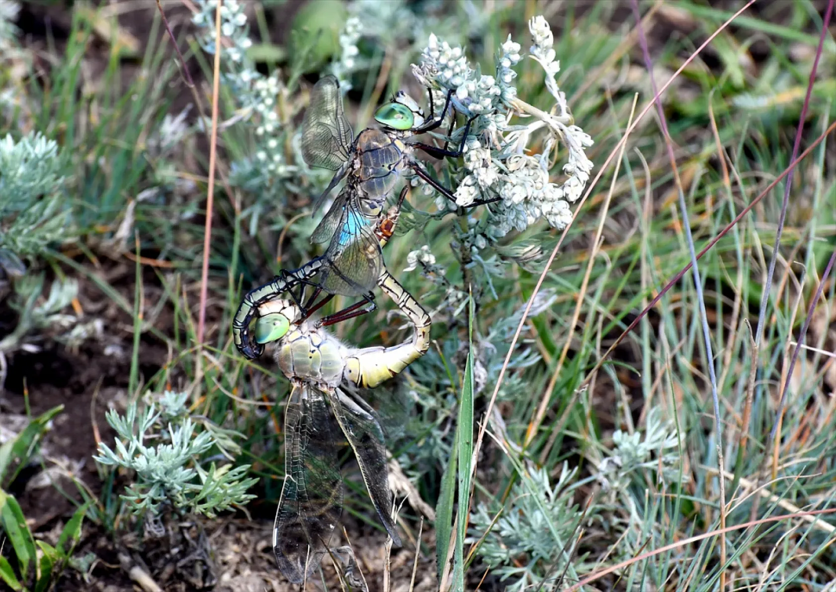 Yusufçuk böcekleri doğaya renk kattı