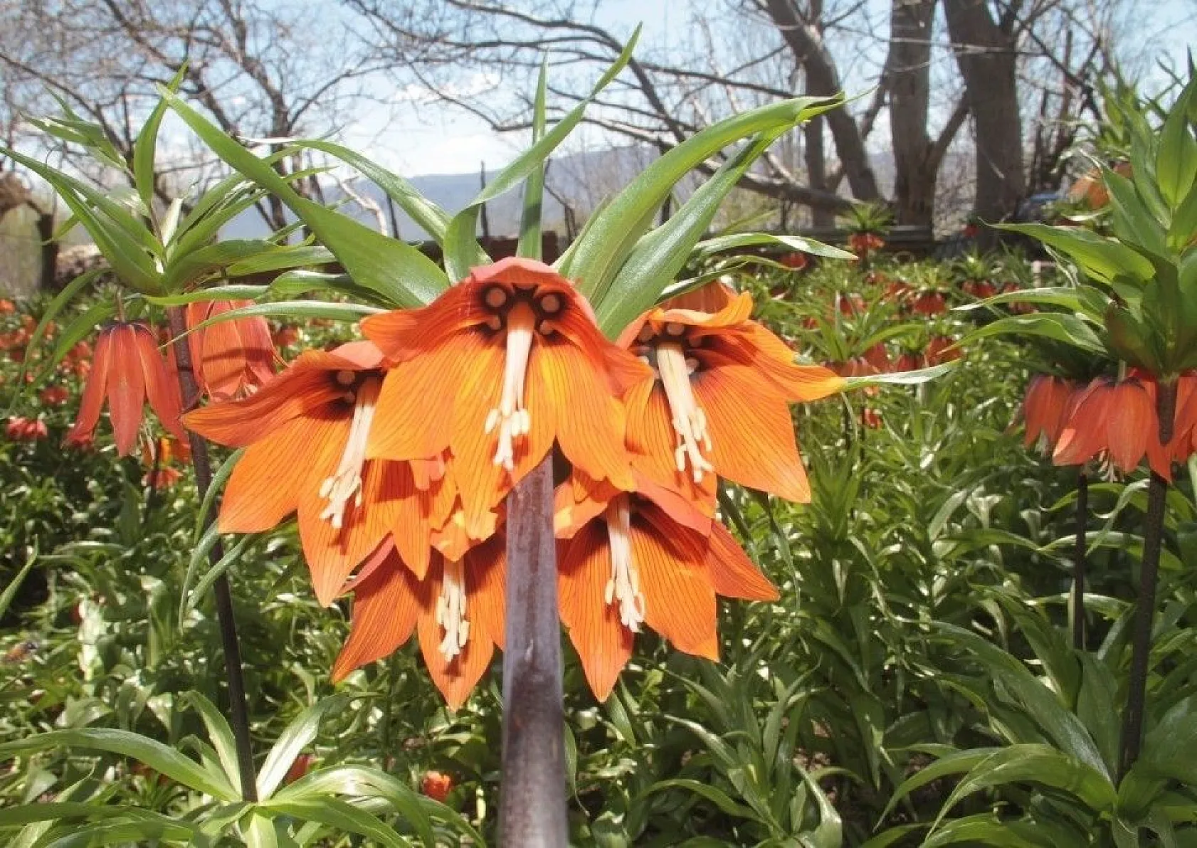 'Ağlayan Gelin'den görsel şölen