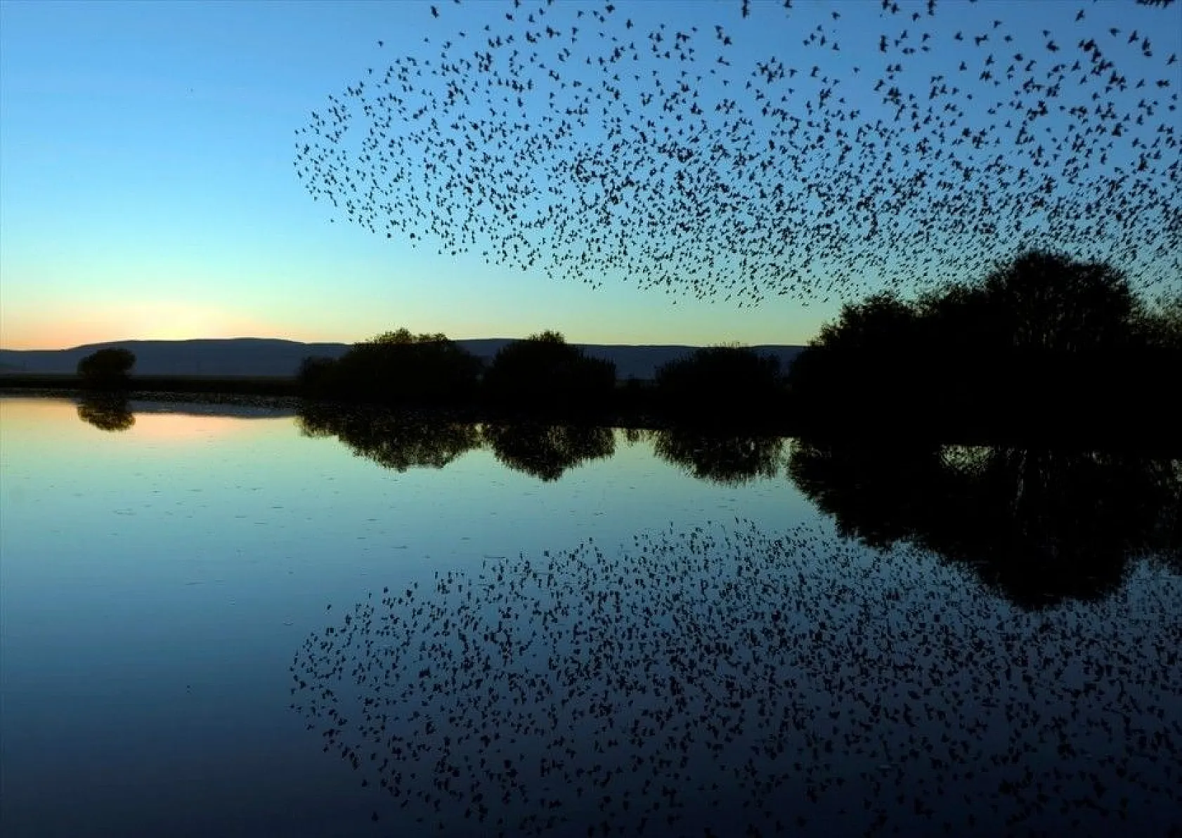 Sığırcıkların suya yansıması