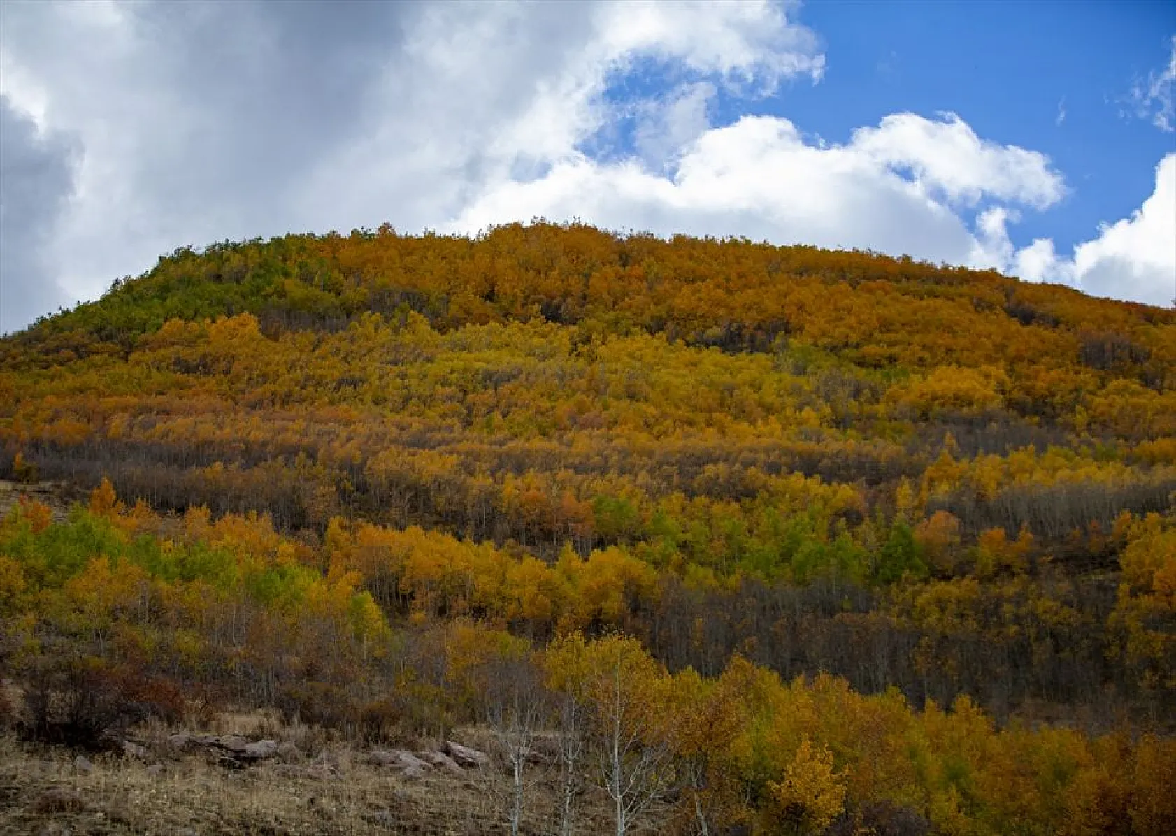 Erzurum'un dağlarında sonbahar renkleri yaşanıyor
