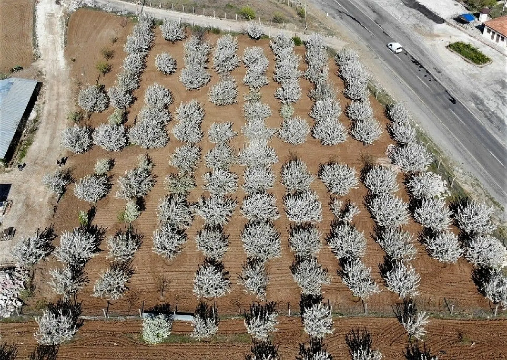 Tarihi mahallede kiraz ağaçları beyaz gelinliğini giydi