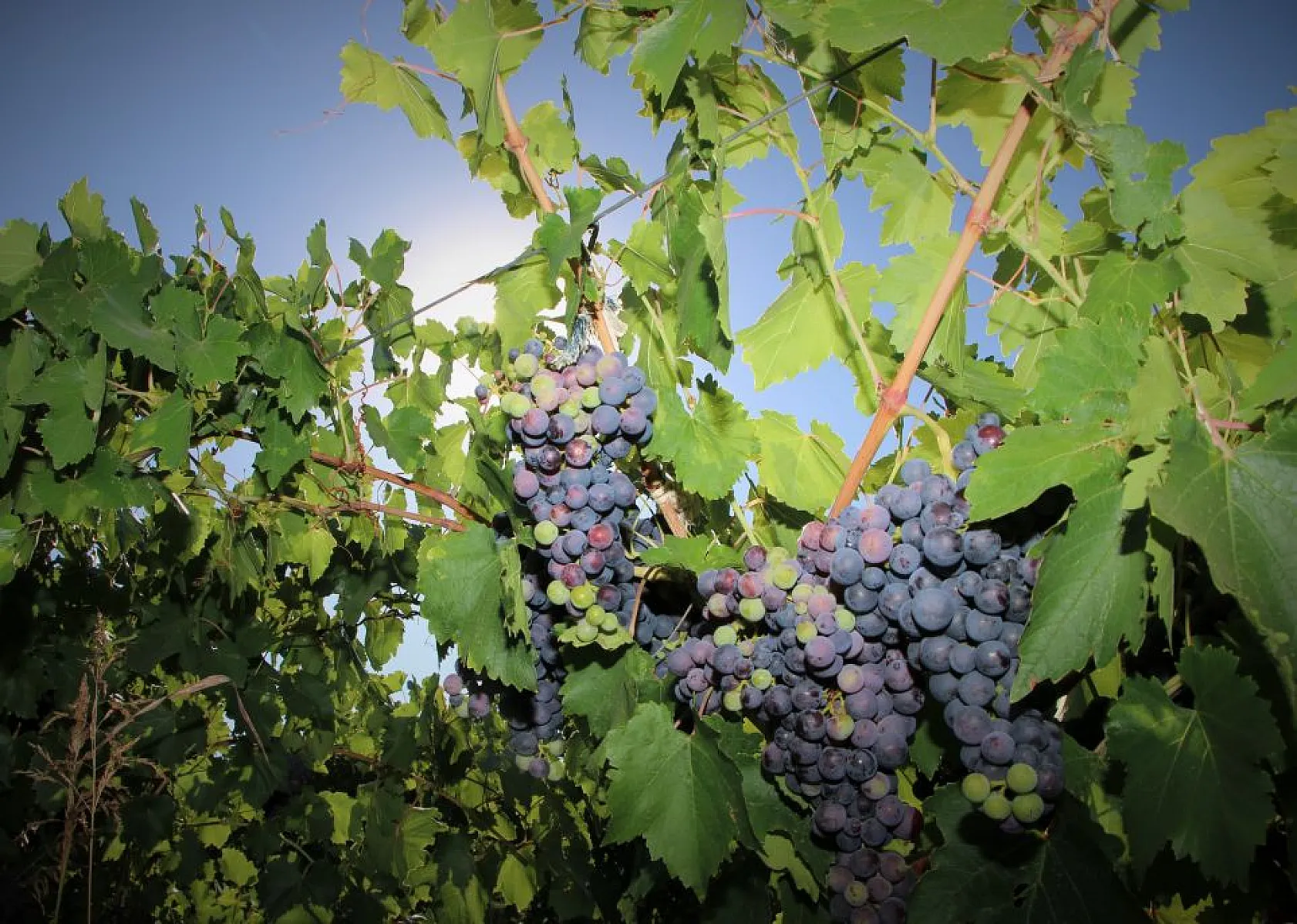 Elazığ'da üzüm hasadı başladı