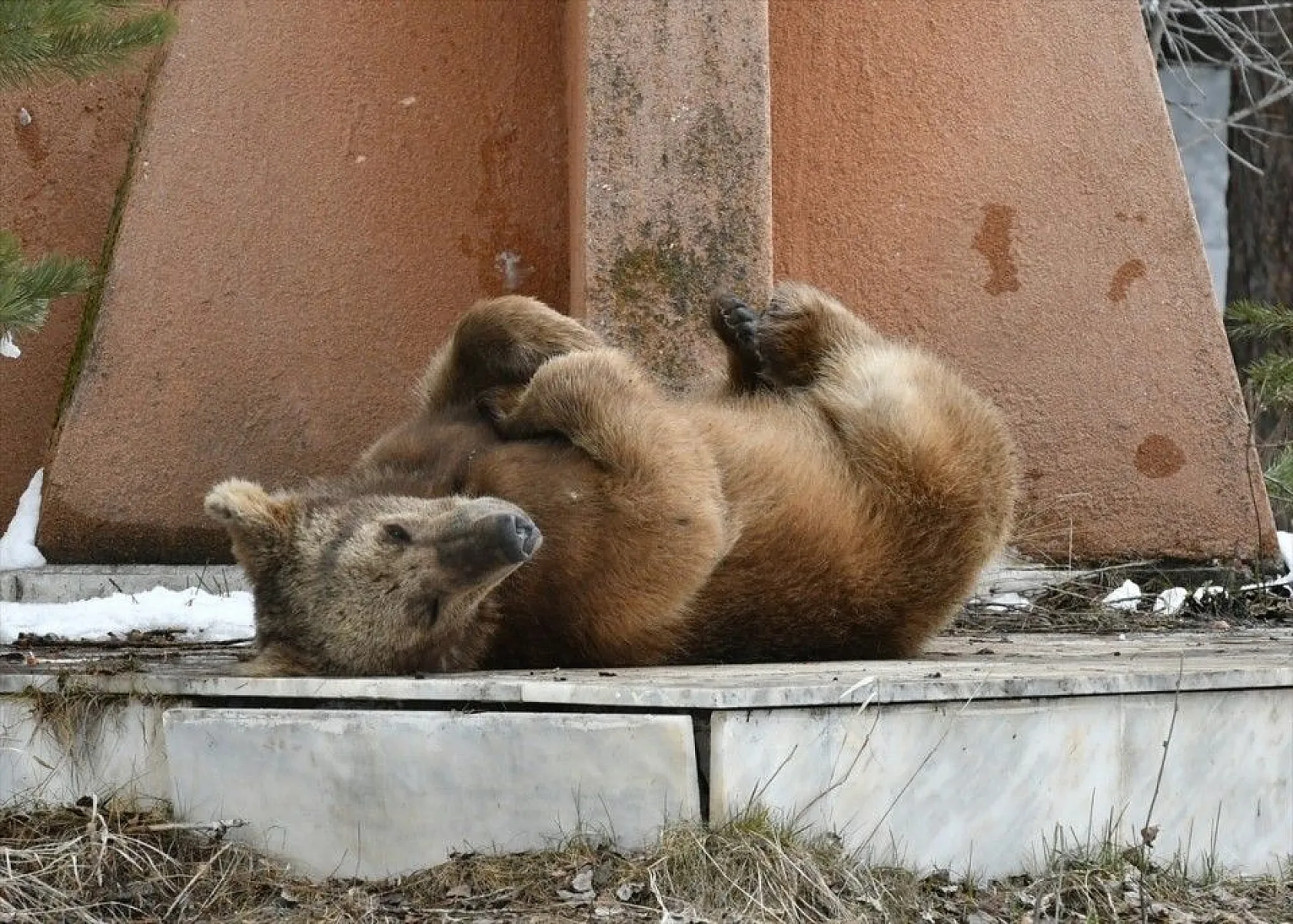 Aç kalan ayı yavrusu ilçeye indi