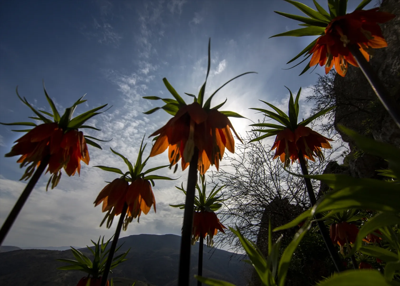 Ters laleler Malatya'da açtı