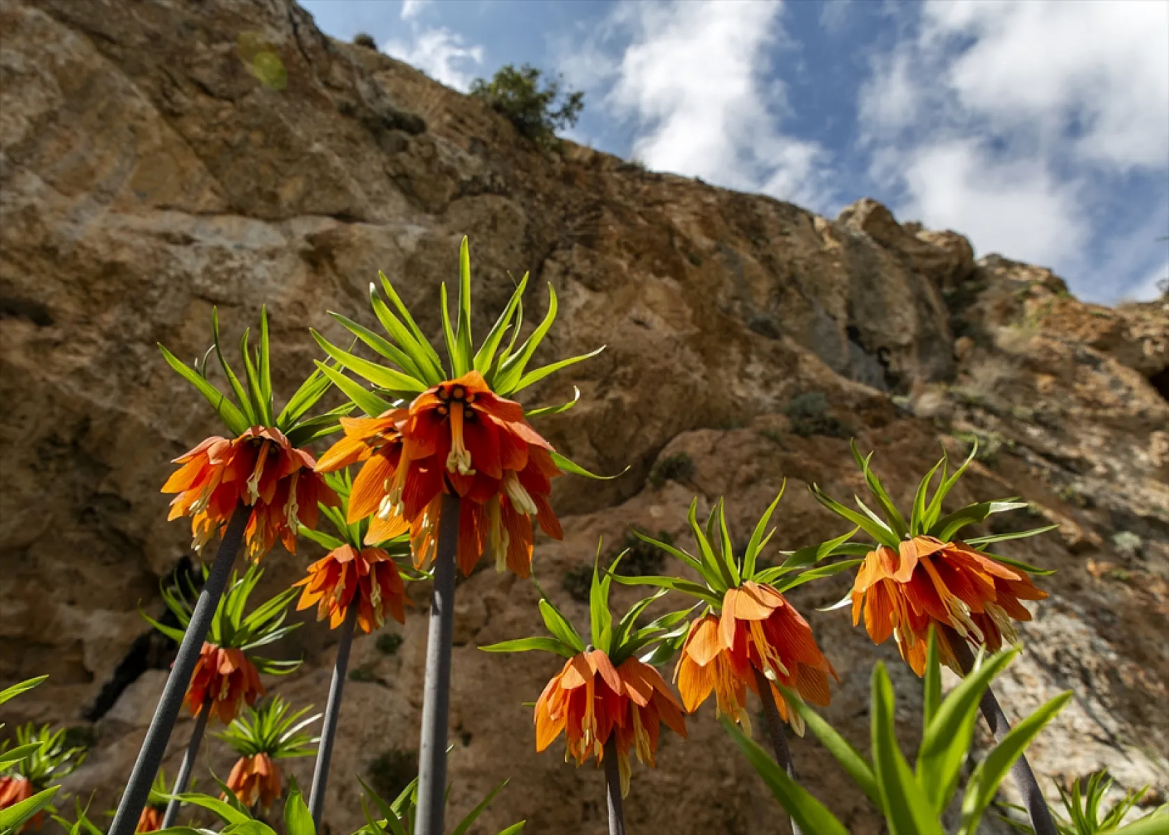 Ters laleler Malatya'da açtı