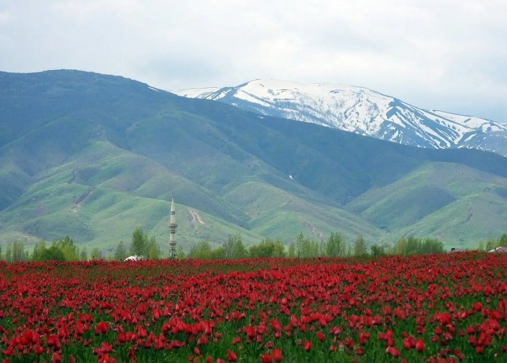 Muş lalelerinin eşsiz manzarası...