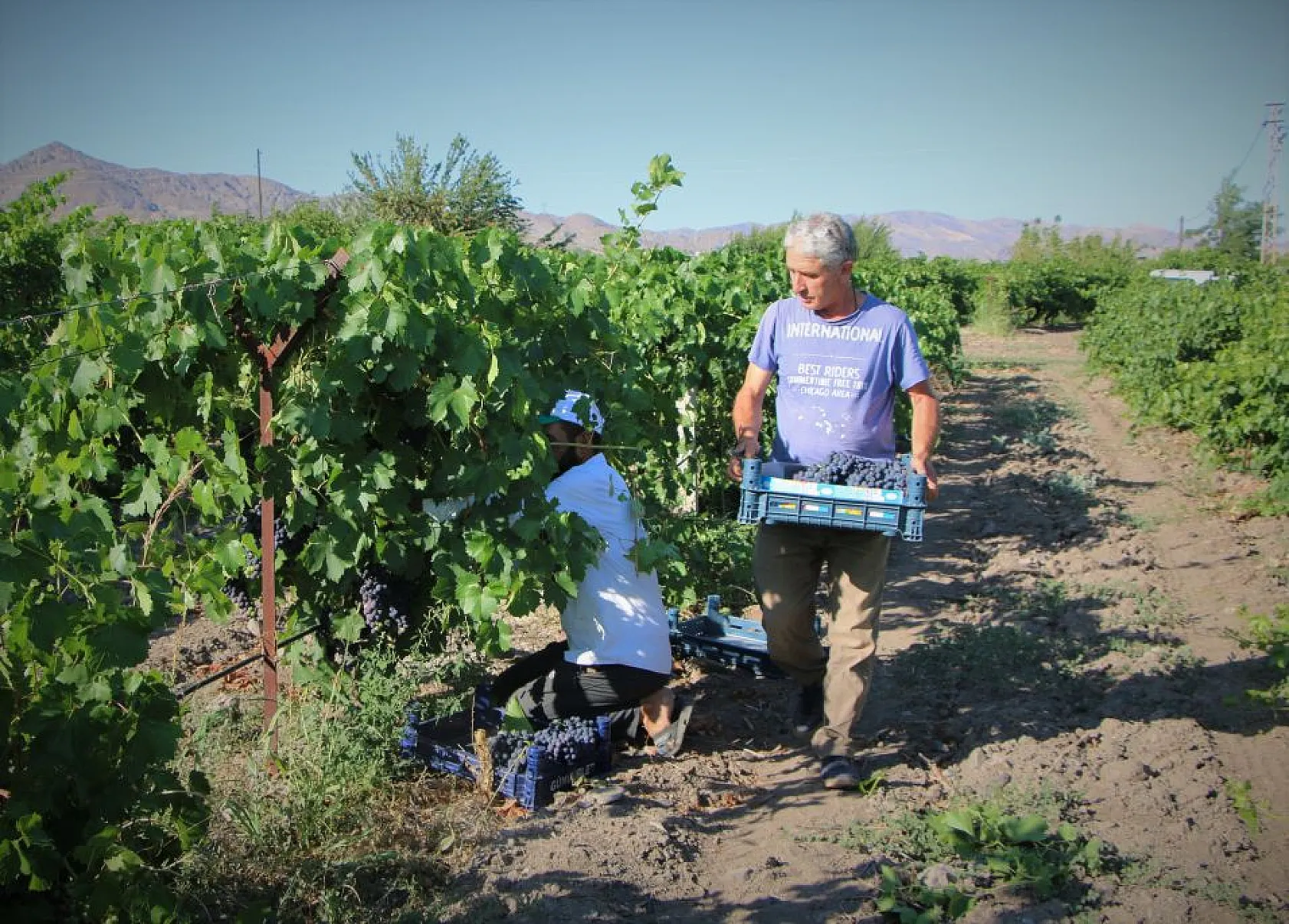 Elazığ'da üzüm hasadı başladı