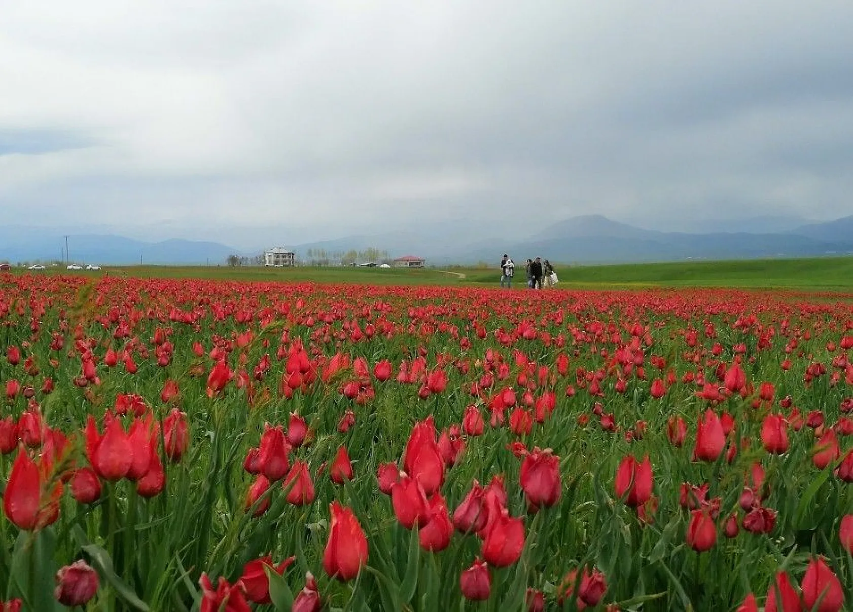 Muş lalelerinin eşsiz manzarası...