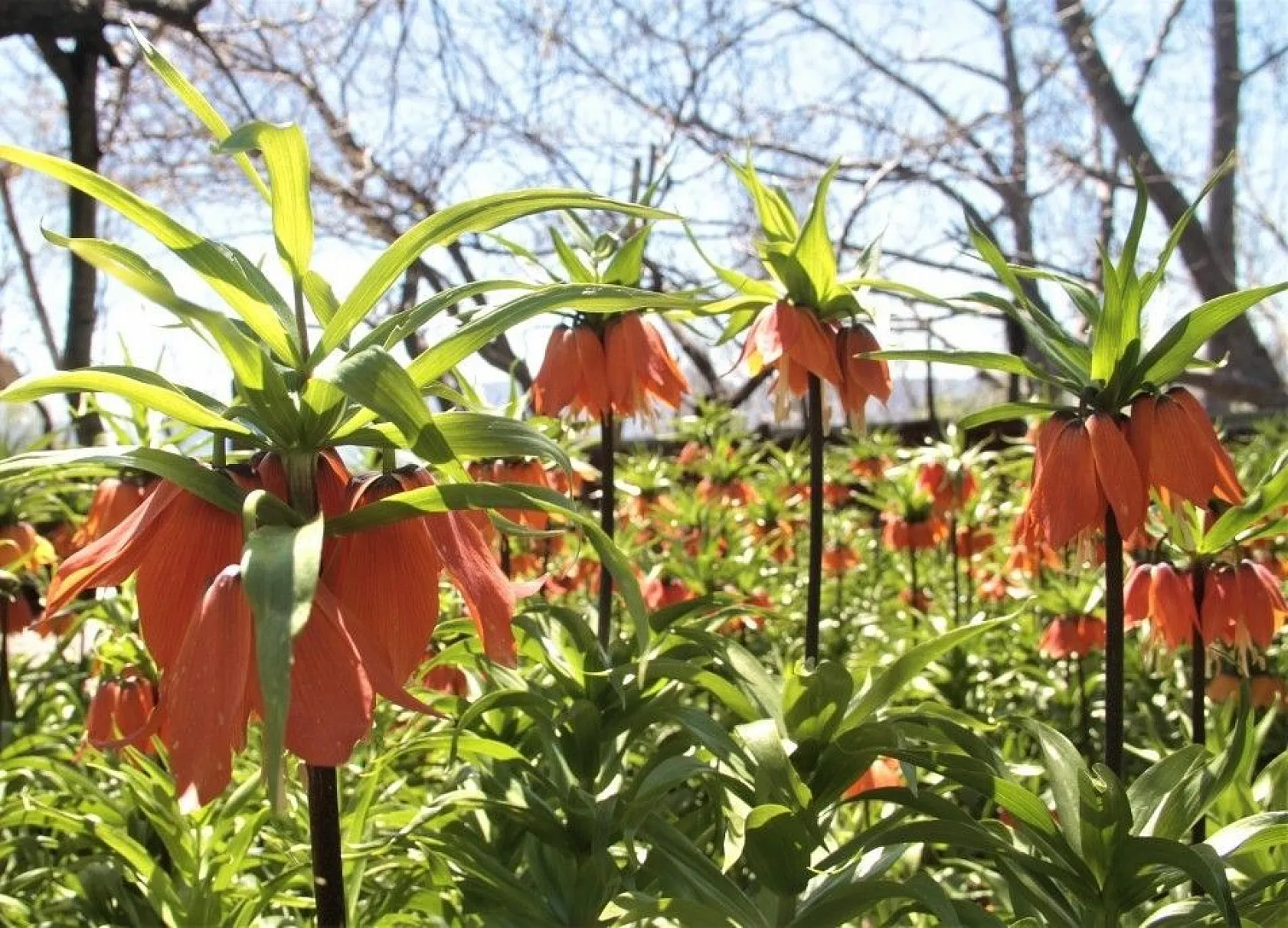'Ağlayan Gelin'den görsel şölen