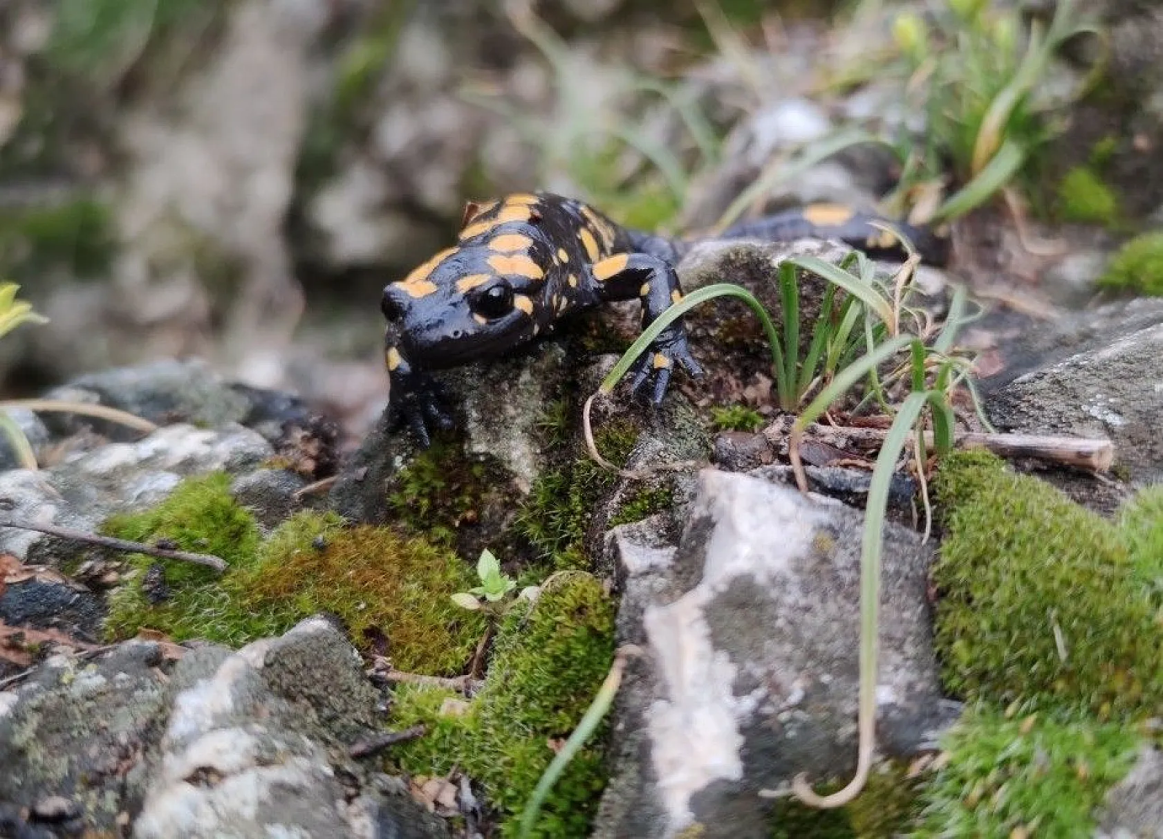 Doğal yaşamı ile dikkat çeken ilçe baharla renklendi