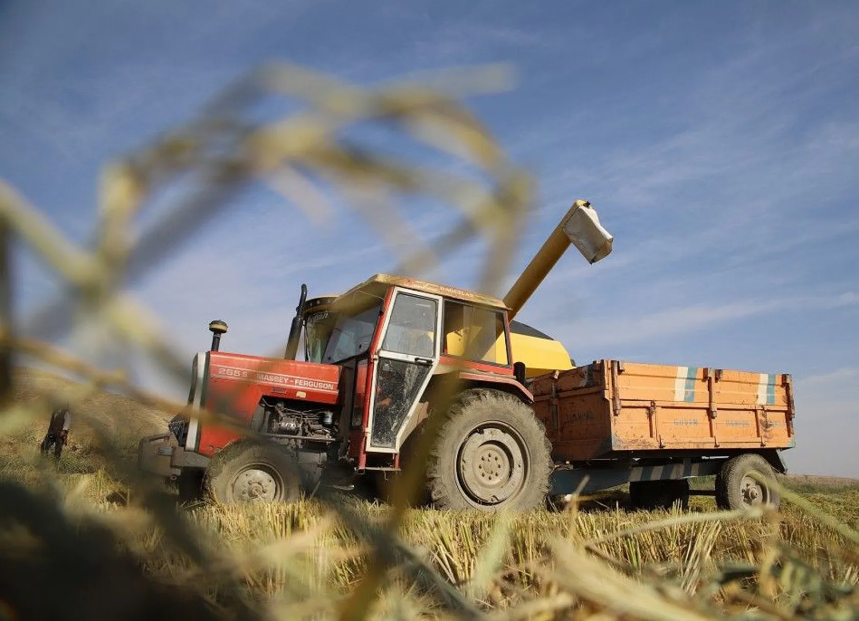 Murat Nehri'nin yatağında pirinç hasadı başladı