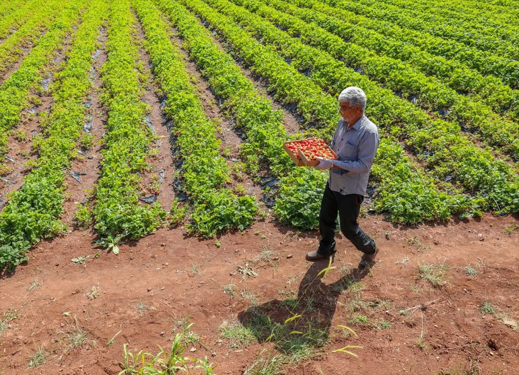 Osmanlı çileği tezgaha inmeden satılıyor