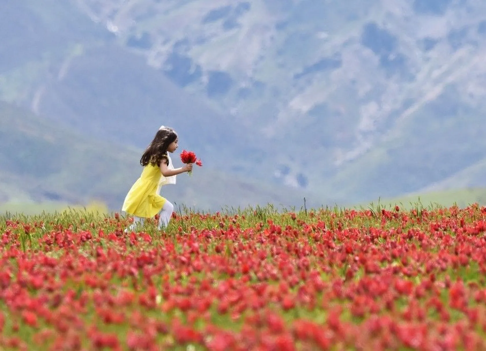 Muş lalelerinin eşsiz manzarası...