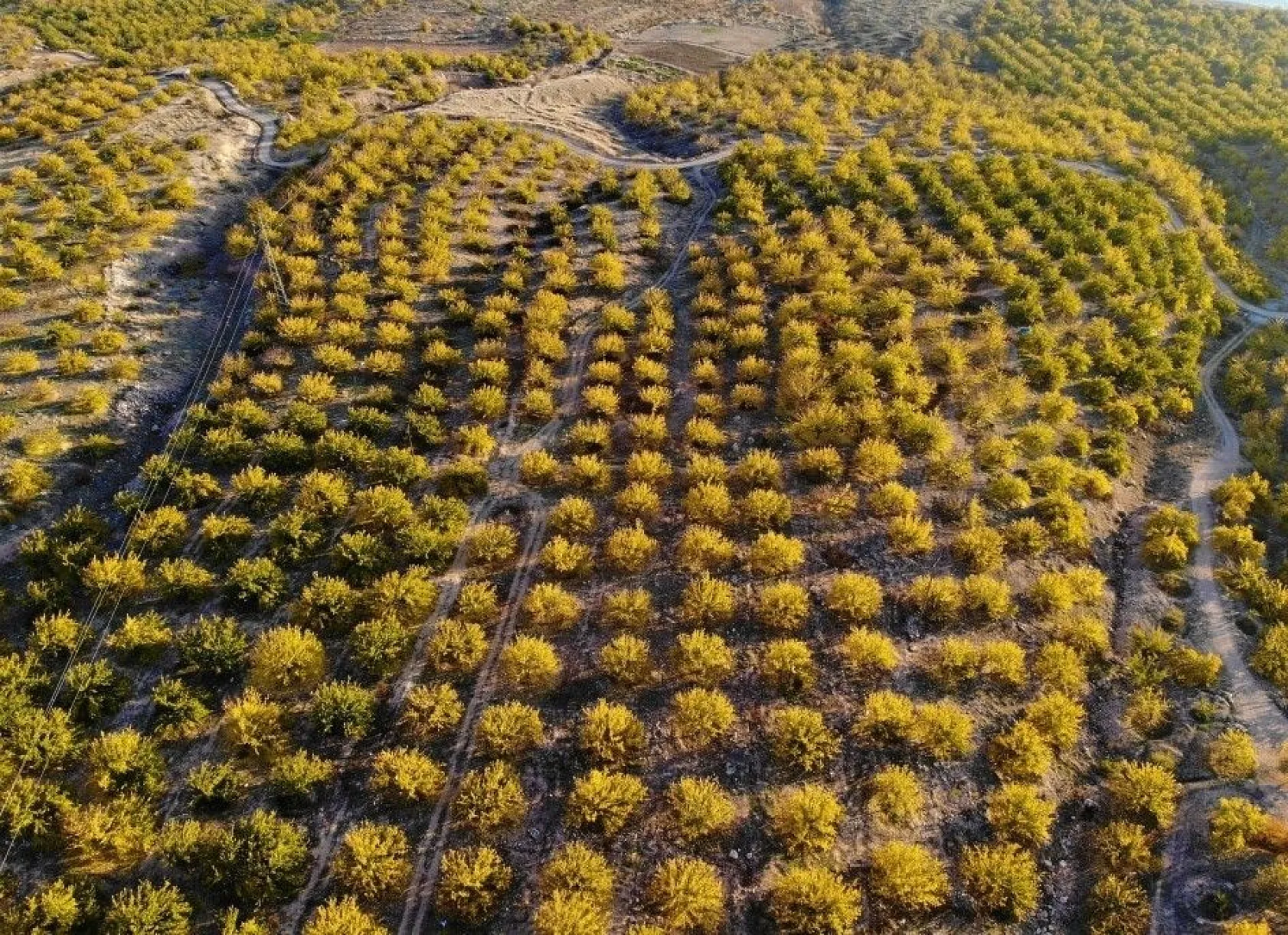 Altın yaprakların muhteşem görsel şöleni