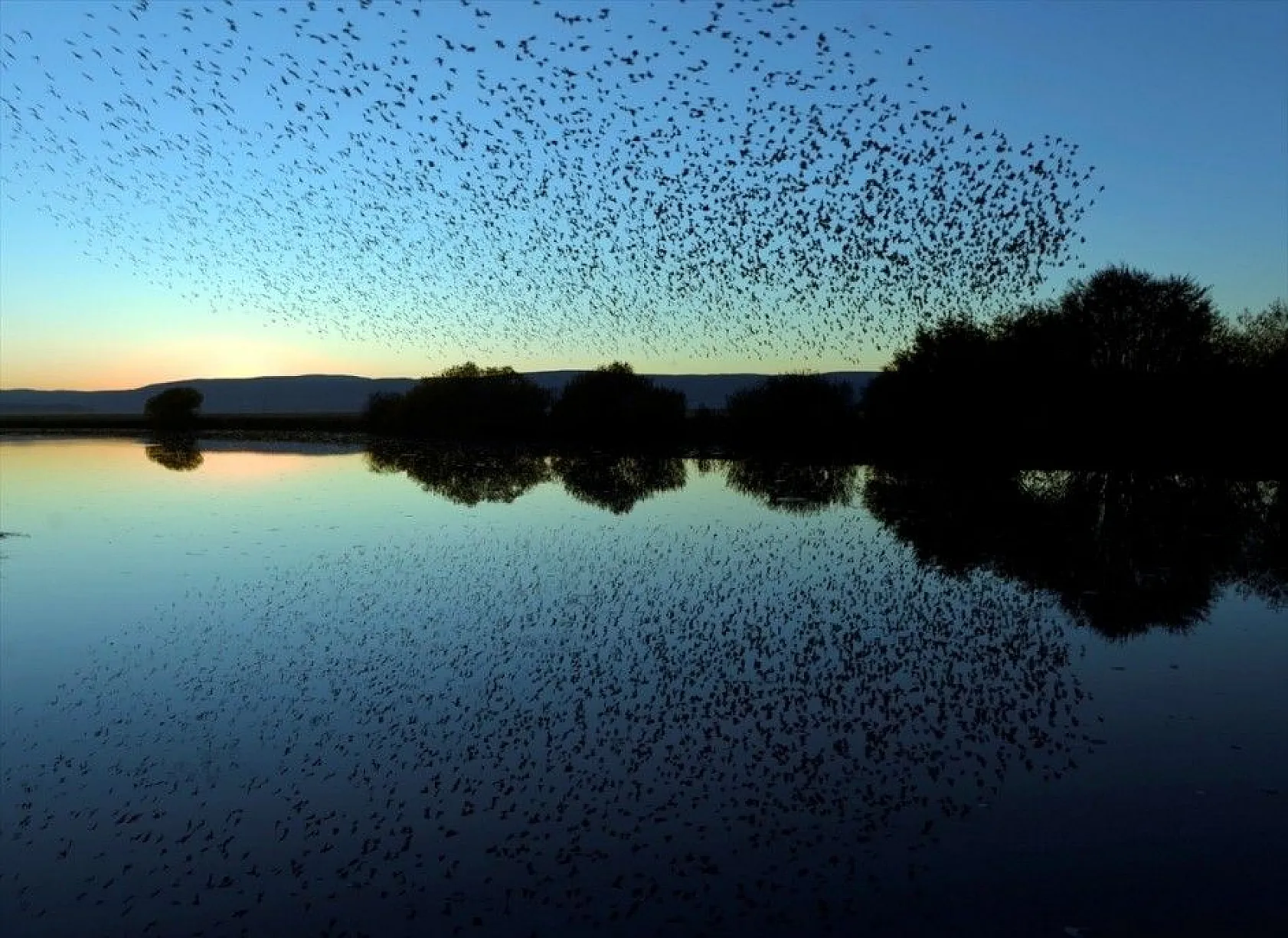 Sığırcıkların suya yansıması