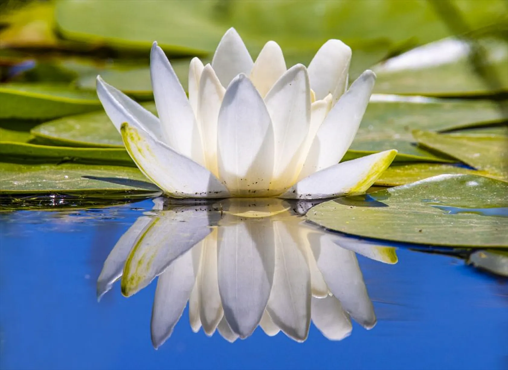 Süphan Dağı eteklerinde nilüferler açtı