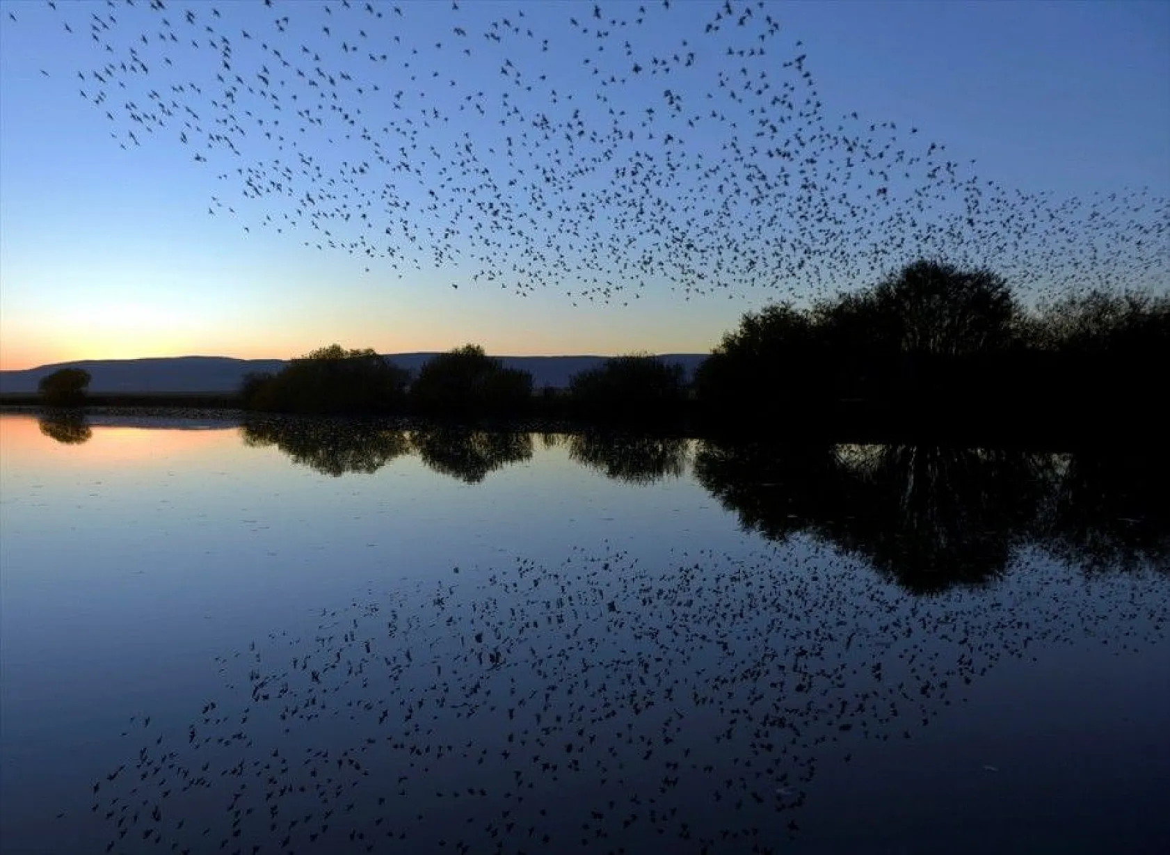 Sığırcıkların suya yansıması