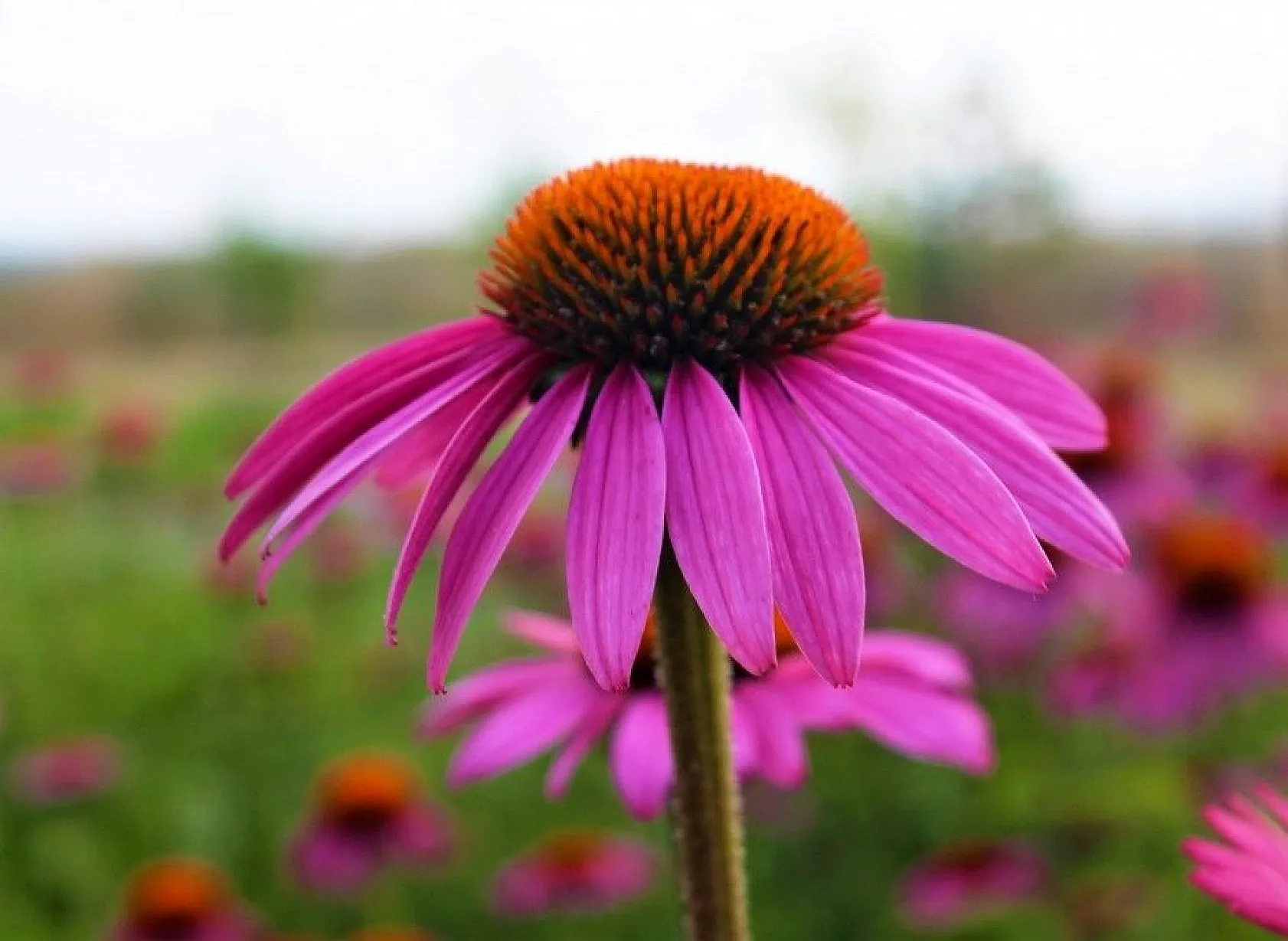 Van Gölü kıyısında renk cümbüşü