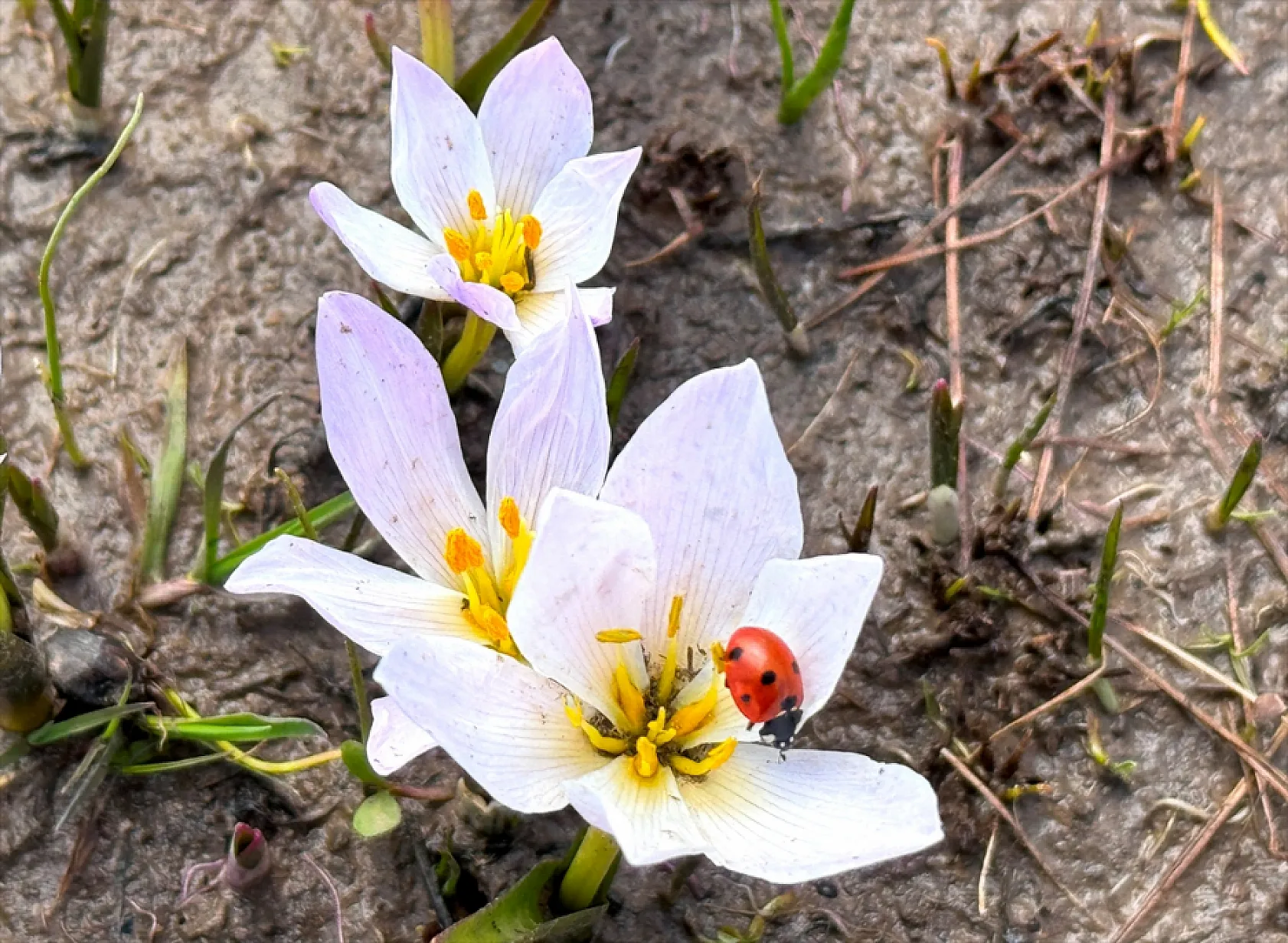 Yüksekova'da çiçek açan çiğdemler doğaya renk kattı