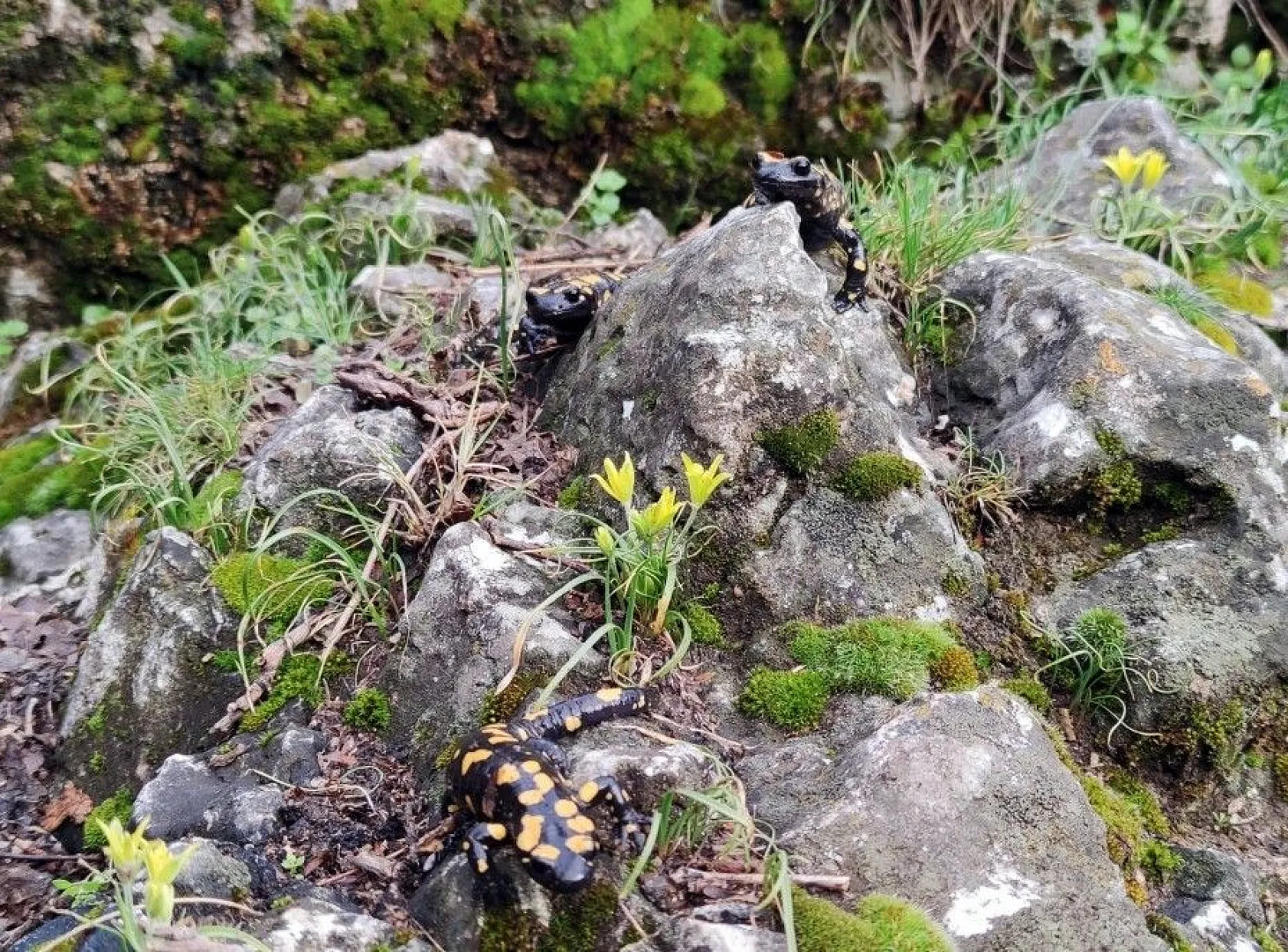 Doğal yaşamı ile dikkat çeken ilçe baharla renklendi