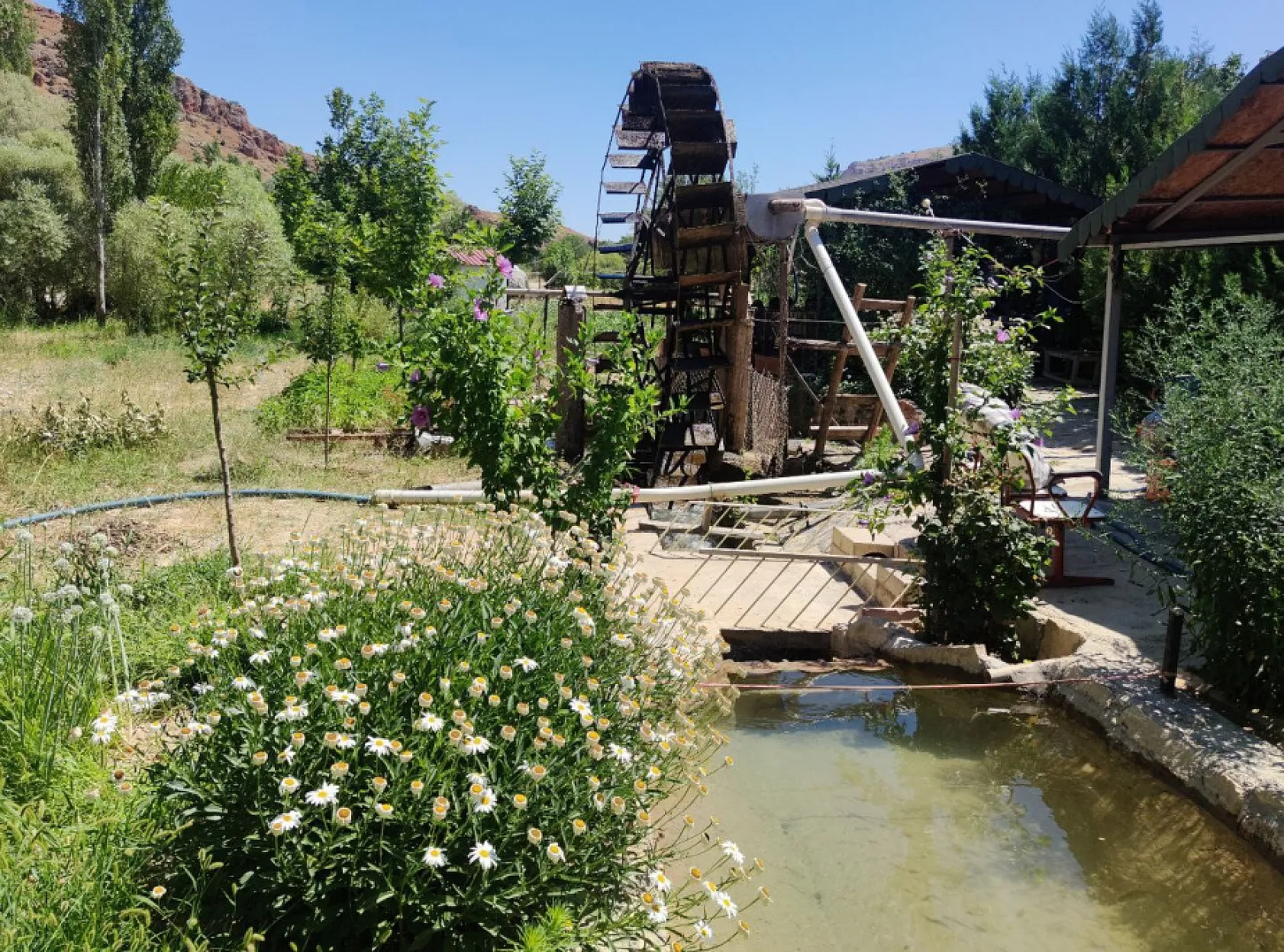 Türünün son örneği '80 yıldır' dönüyor
