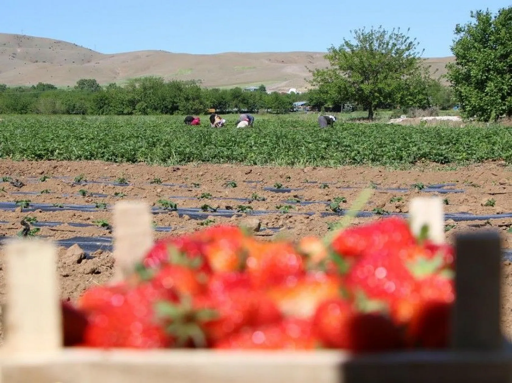 Elazığ'da çilek zamanı, kasa kasa satılıyor