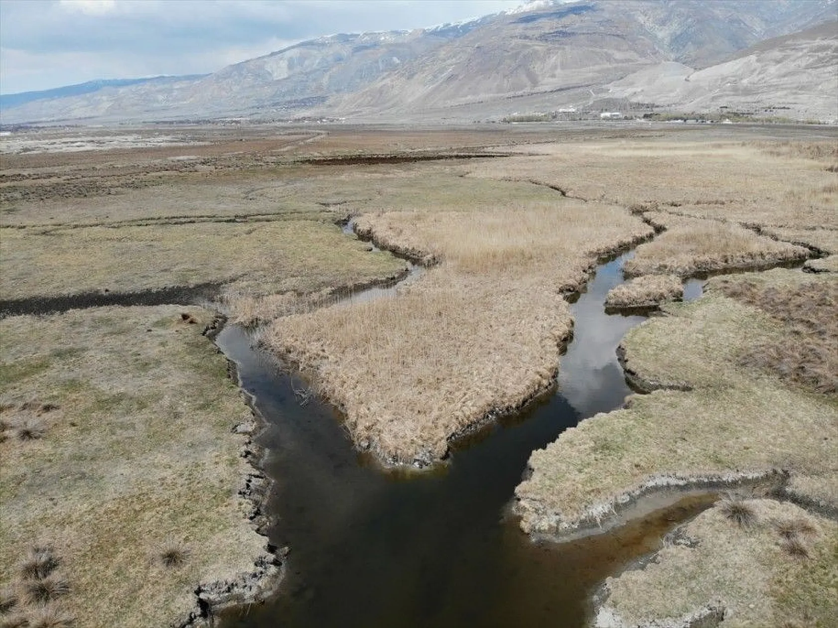 Türkülere ilham veren allı turnalar Anadolu'yu mesken tuttu