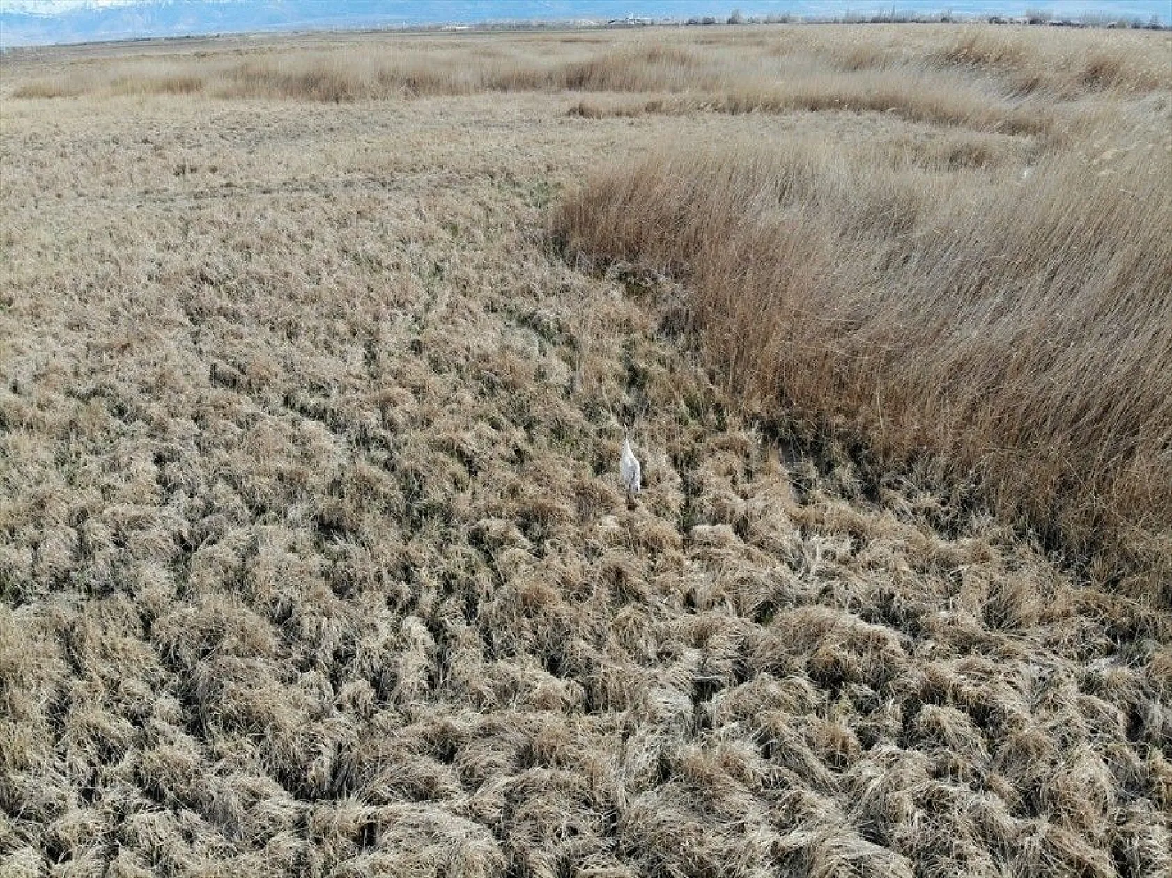 Türkülere ilham veren allı turnalar Anadolu'yu mesken tuttu