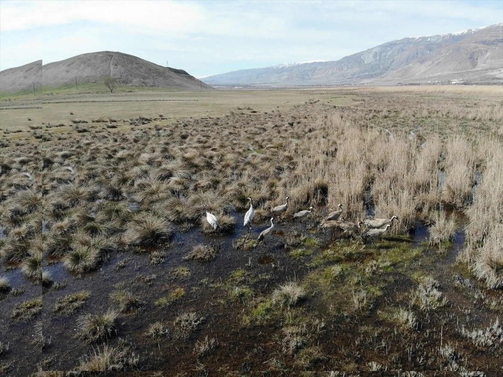 Türkülere ilham veren allı turnalar Anadolu'yu mesken tuttu