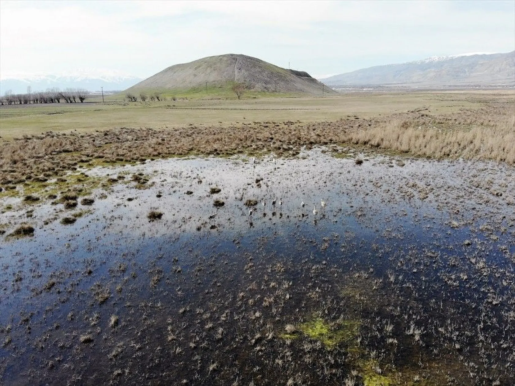 Türkülere ilham veren allı turnalar Anadolu'yu mesken tuttu