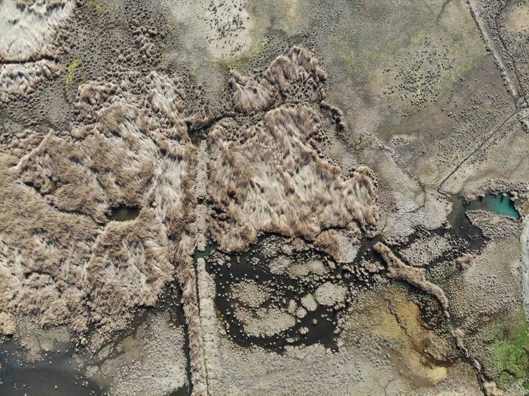 Türkülere ilham veren allı turnalar Anadolu'yu mesken tuttu