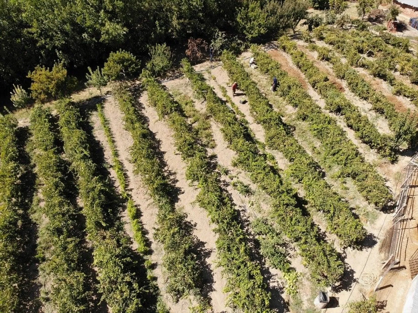 Kazanlar 'orcik' yapımı için kaynıyor