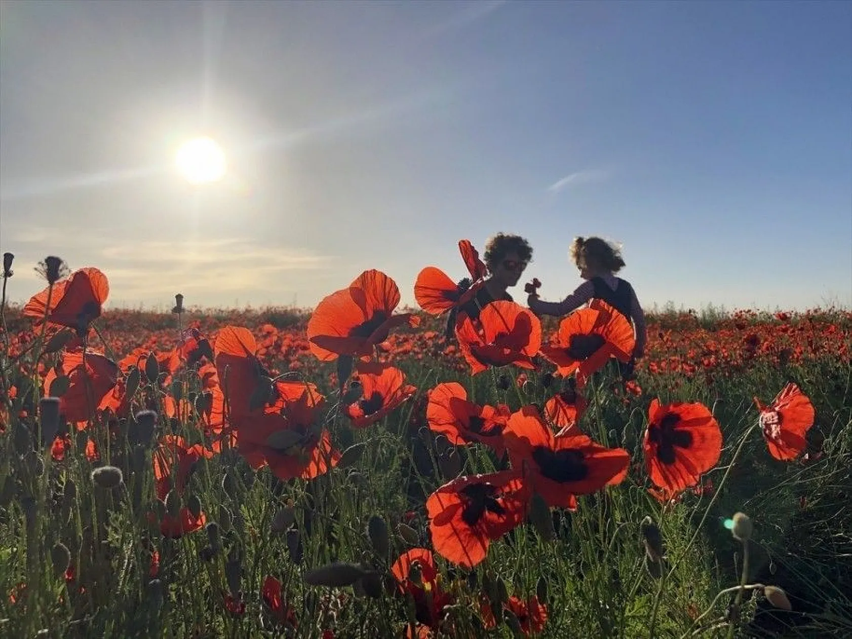 Gelincik çiçeklerinden görsel şölen