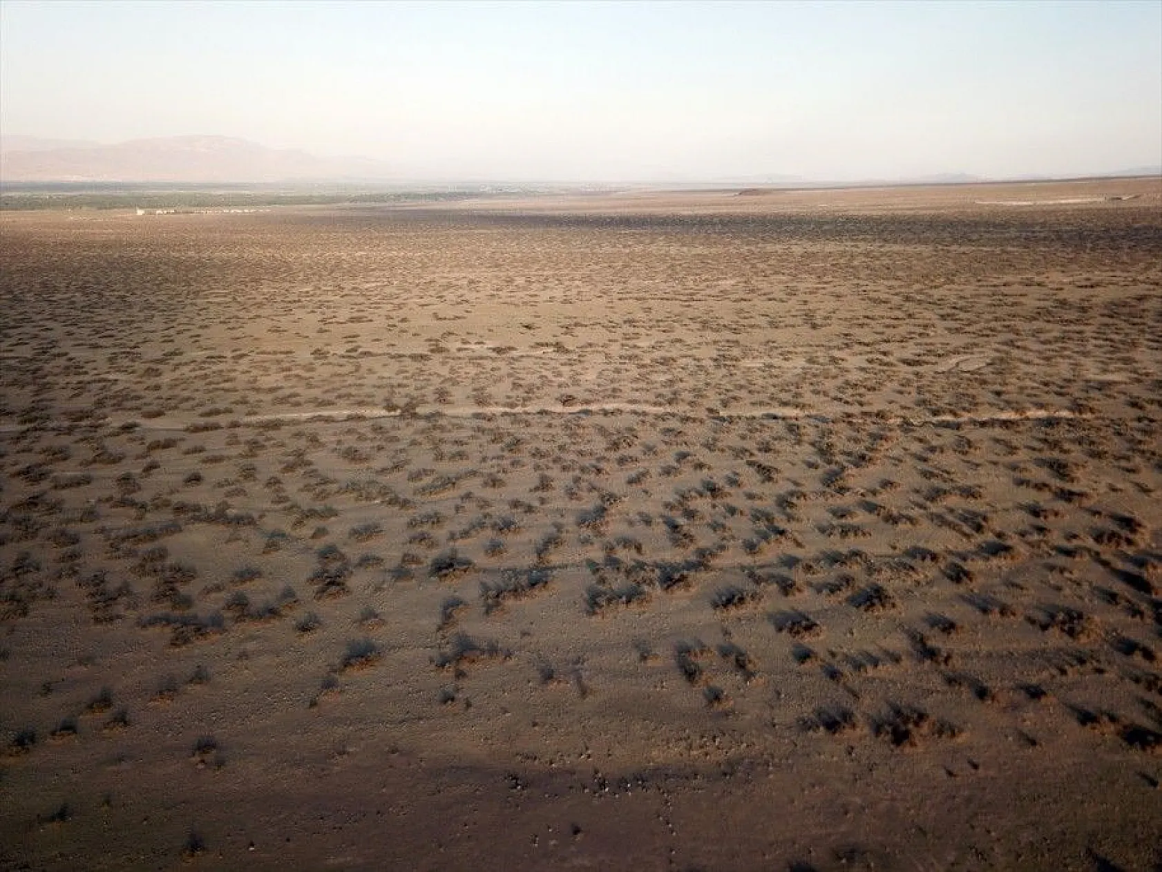 Ağrı Dağı'nın minik sürüngeni: 'Topbaş keleri'