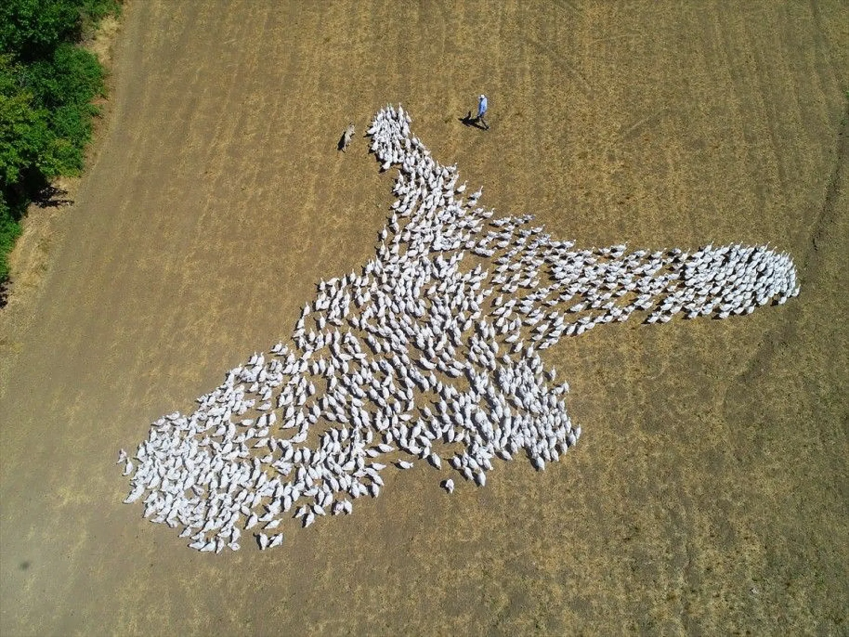 Devlet desteğiyle kaz üretimini 4 yılda 100 kat arttırdı