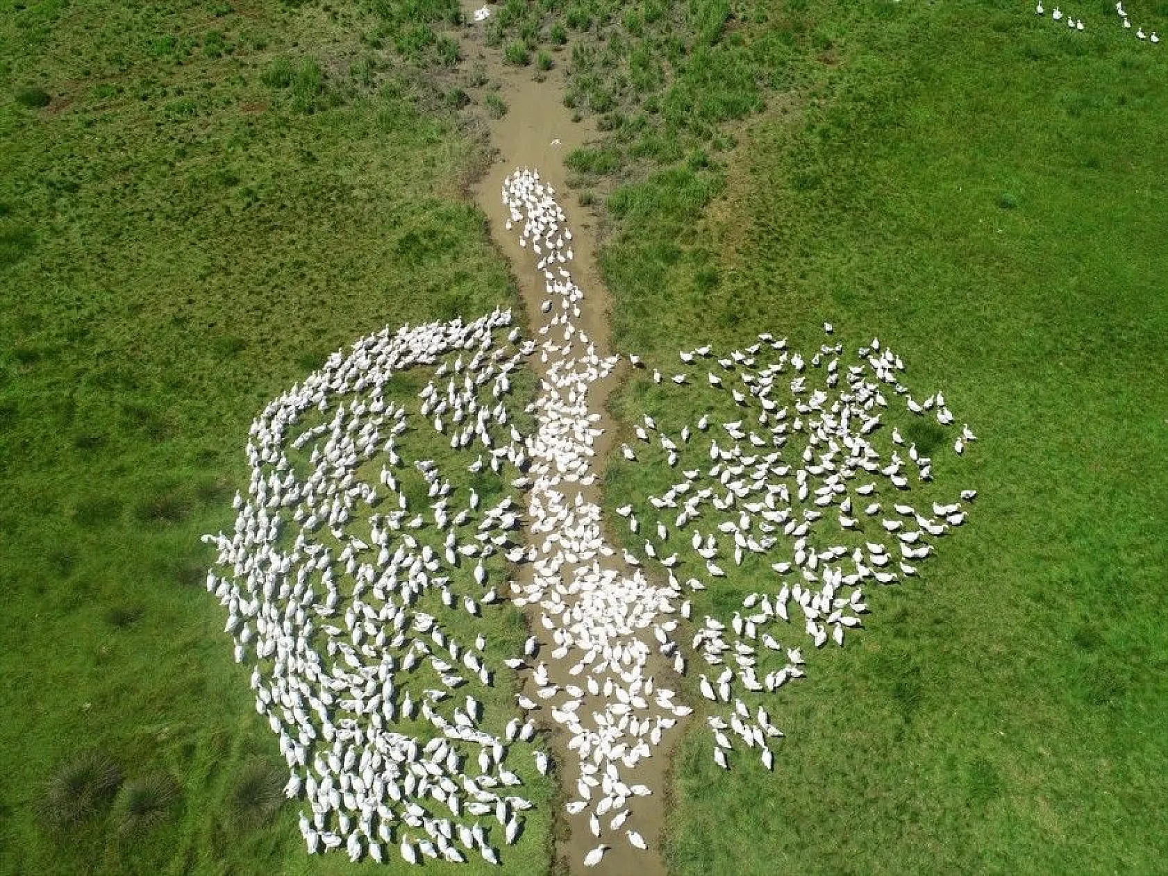 Devlet desteğiyle kaz üretimini 4 yılda 100 kat arttırdı