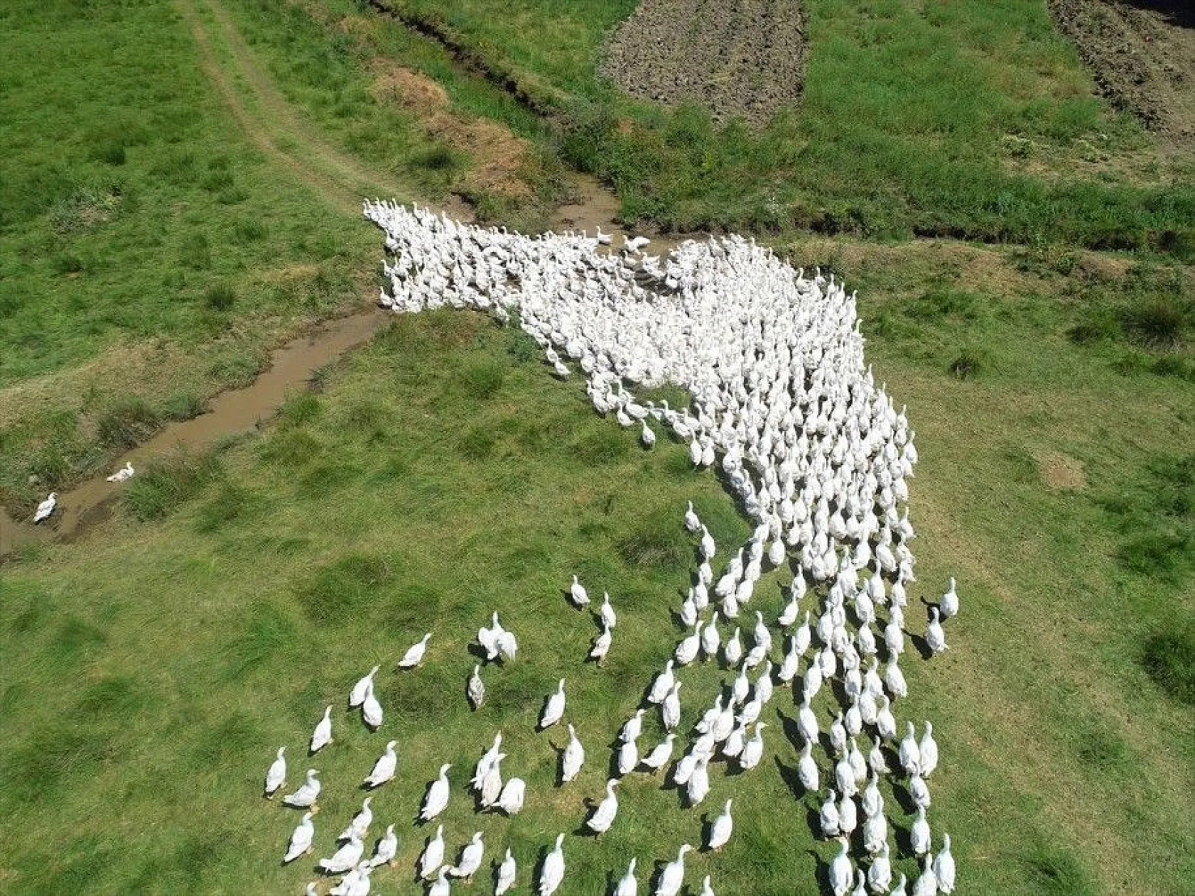 Devlet desteğiyle kaz üretimini 4 yılda 100 kat arttırdı