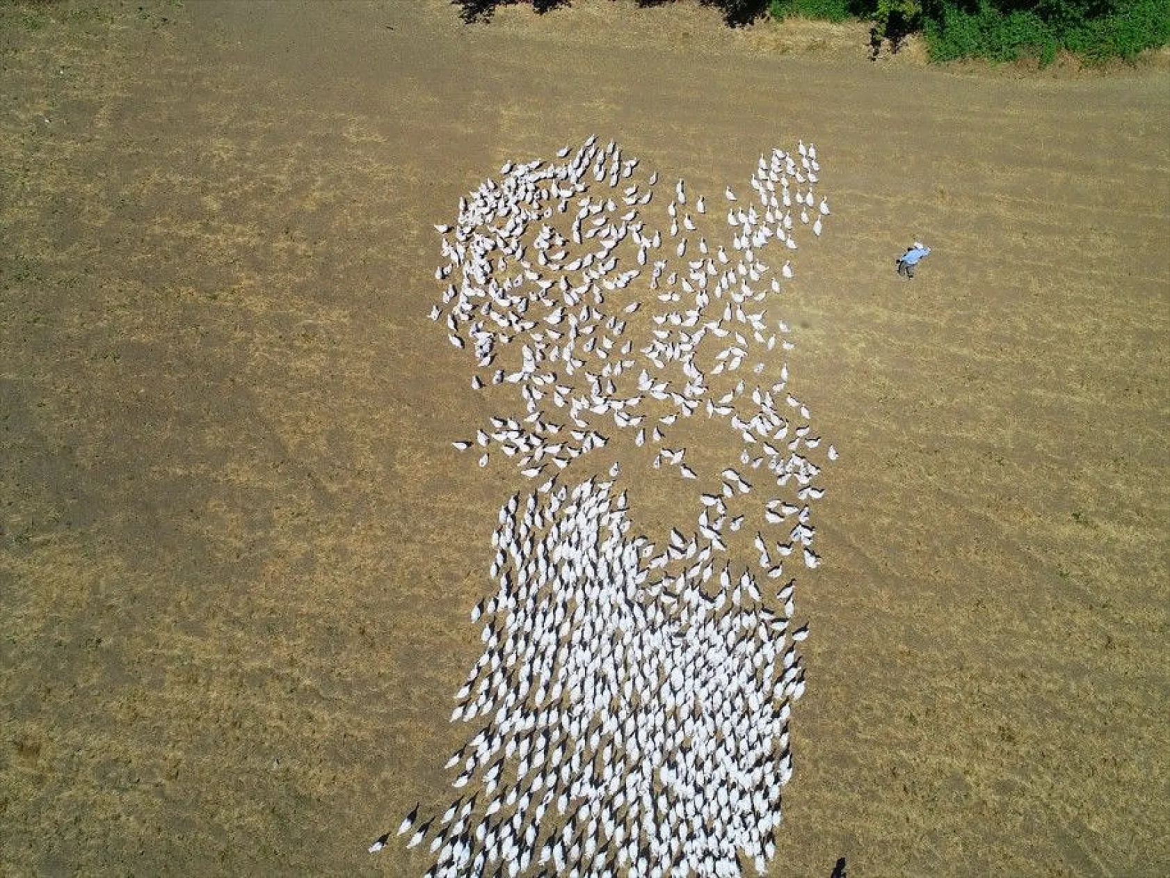 Devlet desteğiyle kaz üretimini 4 yılda 100 kat arttırdı
