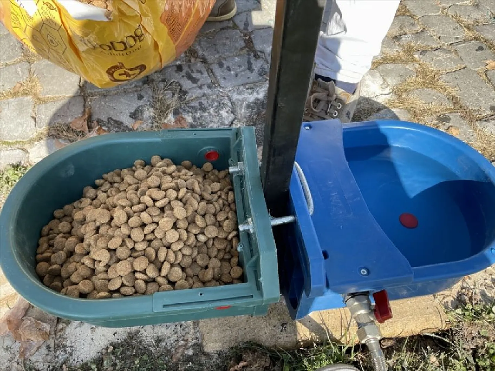 Hayvan dostu belediye sokaklardan mama ve suyu eksik etmiyor