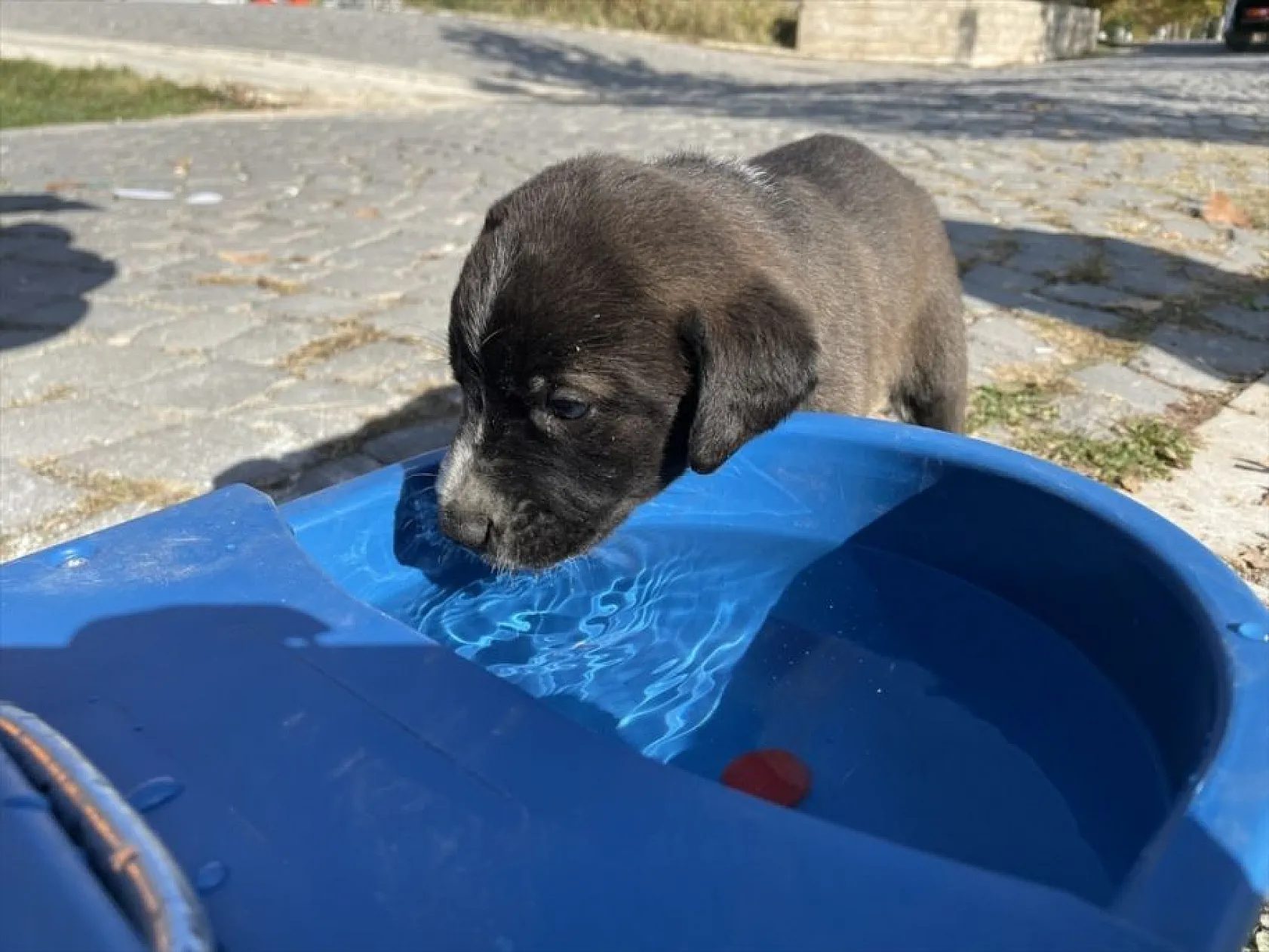 Hayvan dostu belediye sokaklardan mama ve suyu eksik etmiyor