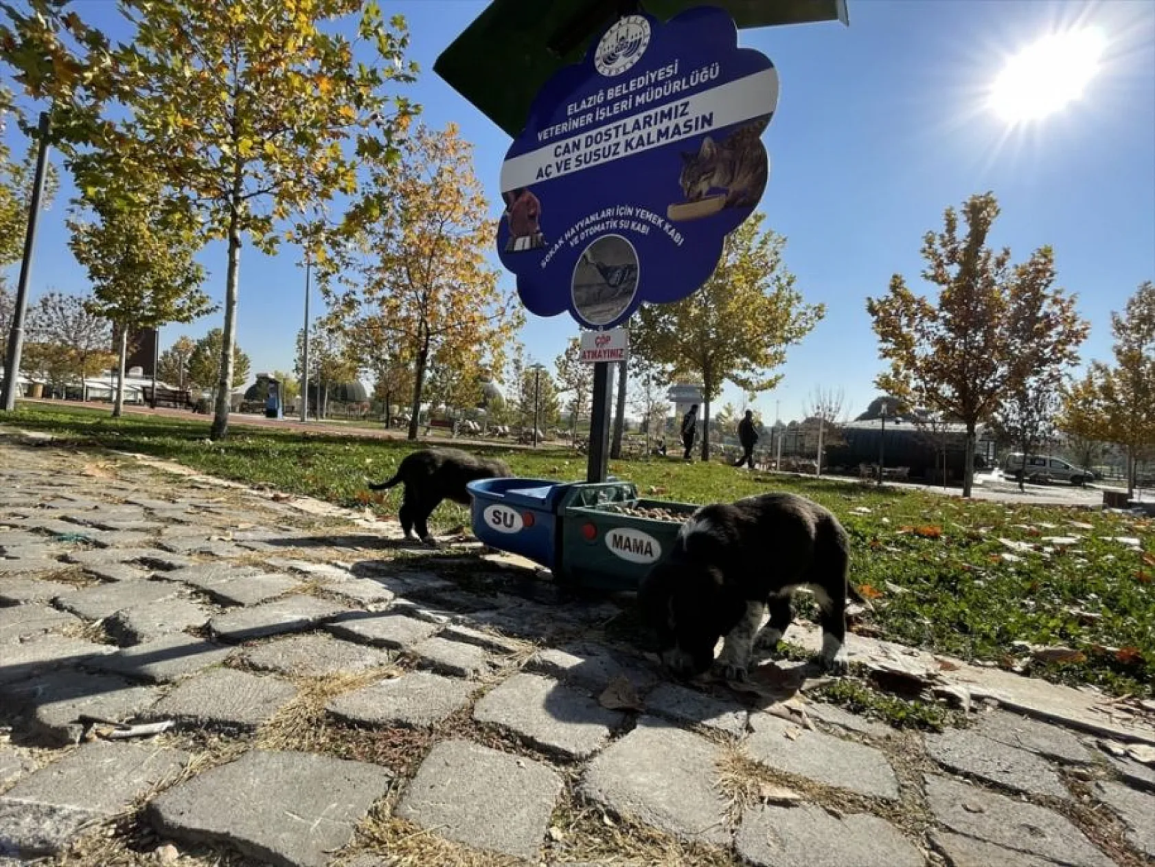Hayvan dostu belediye sokaklardan mama ve suyu eksik etmiyor