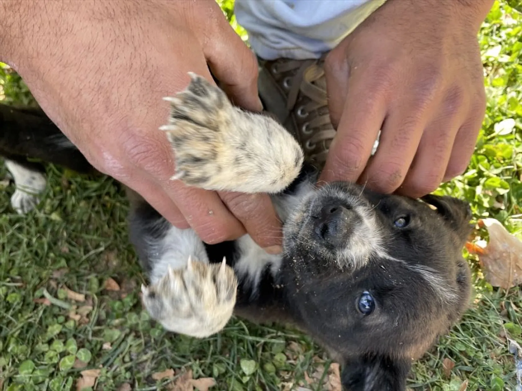 Hayvan dostu belediye sokaklardan mama ve suyu eksik etmiyor