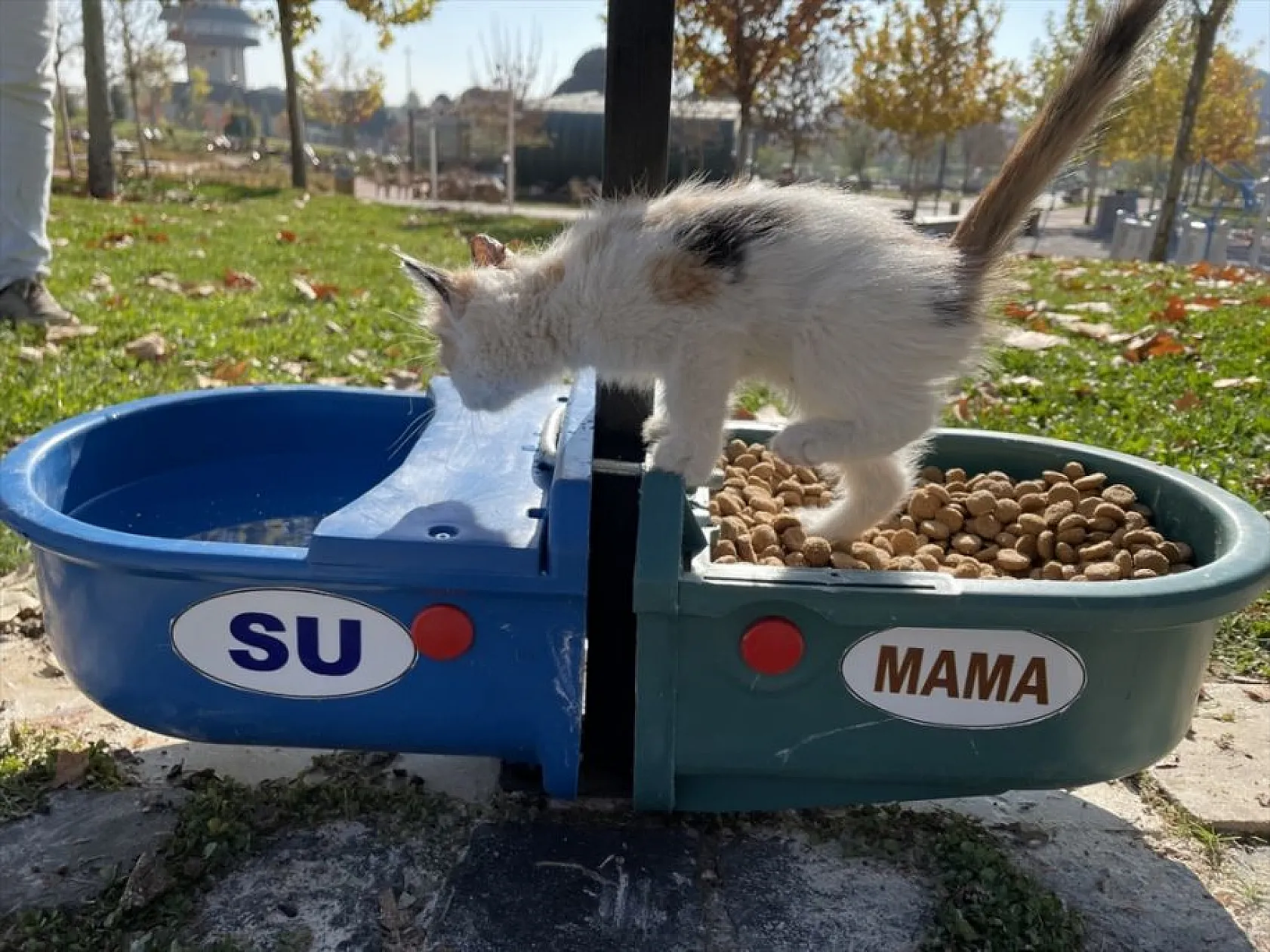 Hayvan dostu belediye sokaklardan mama ve suyu eksik etmiyor